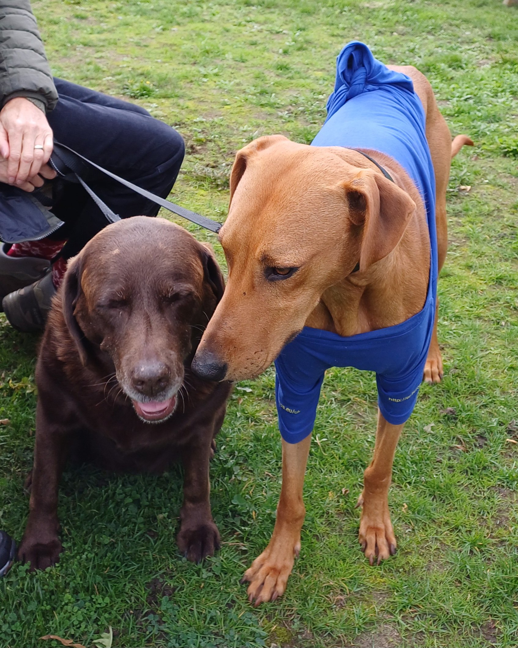 Old brown labrador and tan lurcher in a blue t-shirt