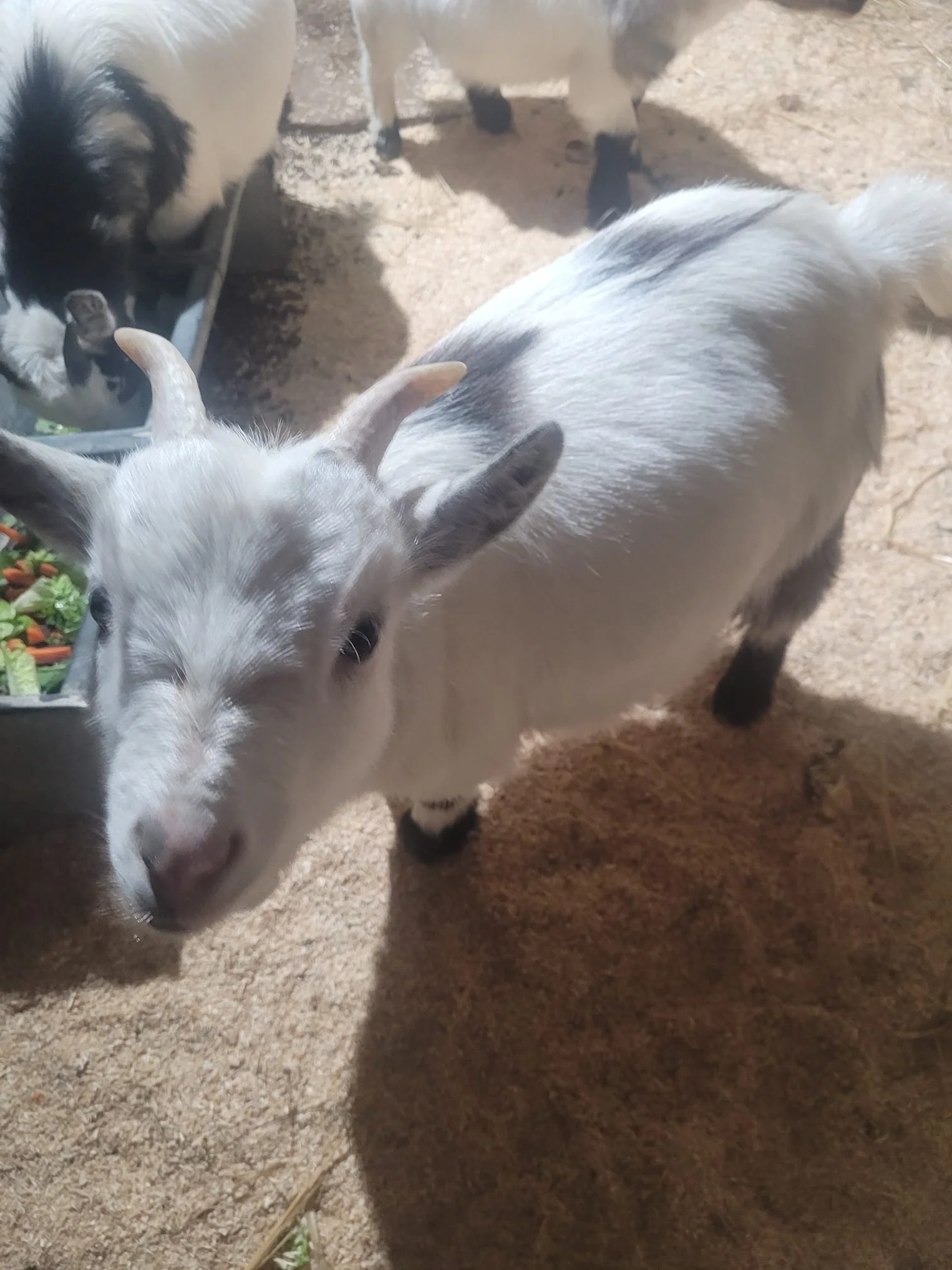 White pygmy goat kid looking up from its breakfast