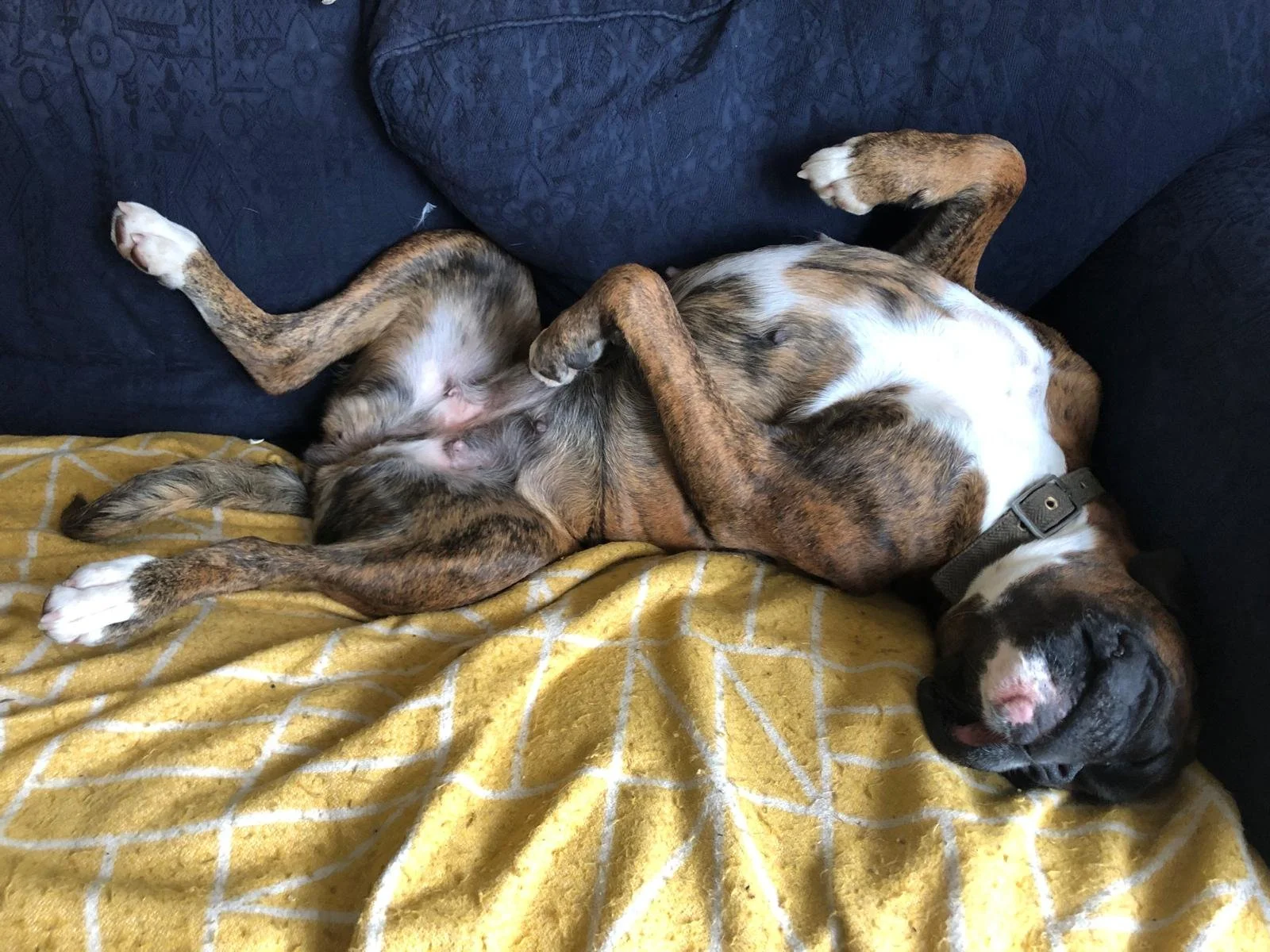 Boxer dog lying upside down on sofa