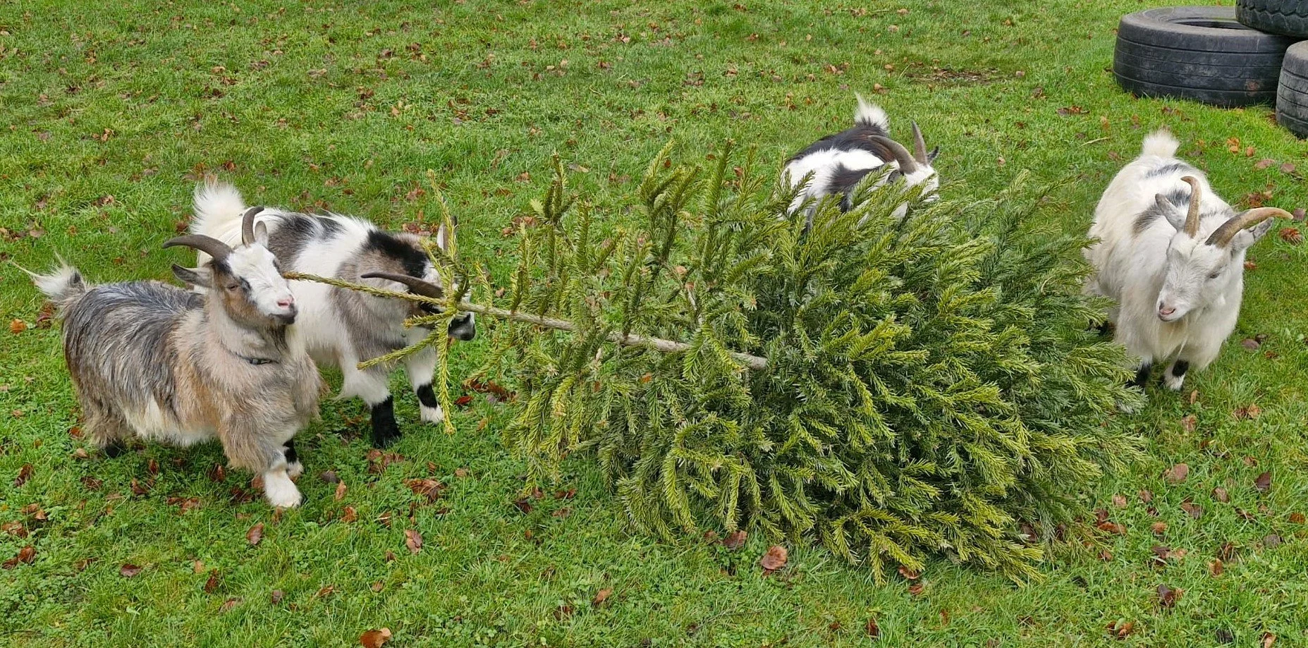 Four pygmy goats munching on a discarded Christmas tree