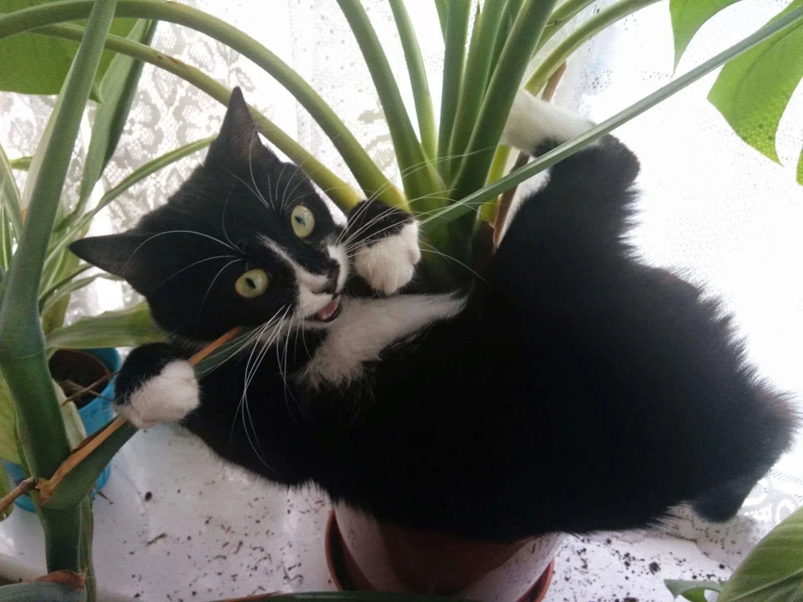 Black and white cat hanging off plant