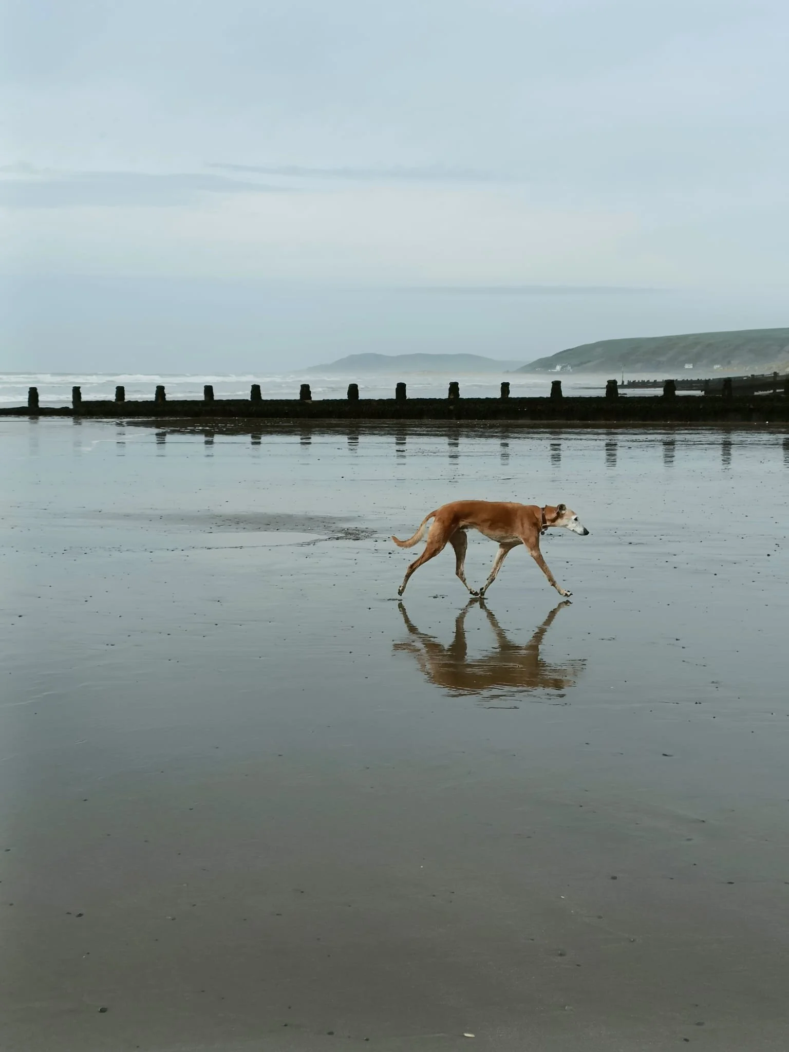 Trotting elderly tan lurcher reflected in sand