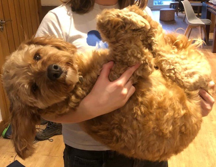 Golden cockapoo puppy being held like a baby