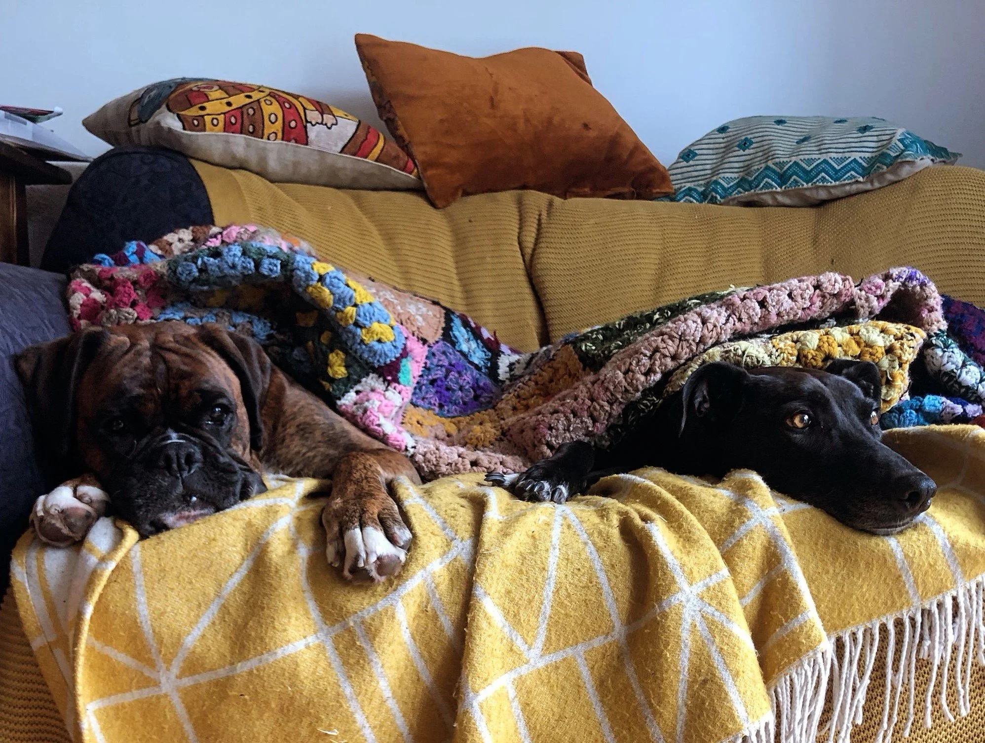 A Boxer and a lurcher dog lying under a colourful crocheted blanket on a sofa