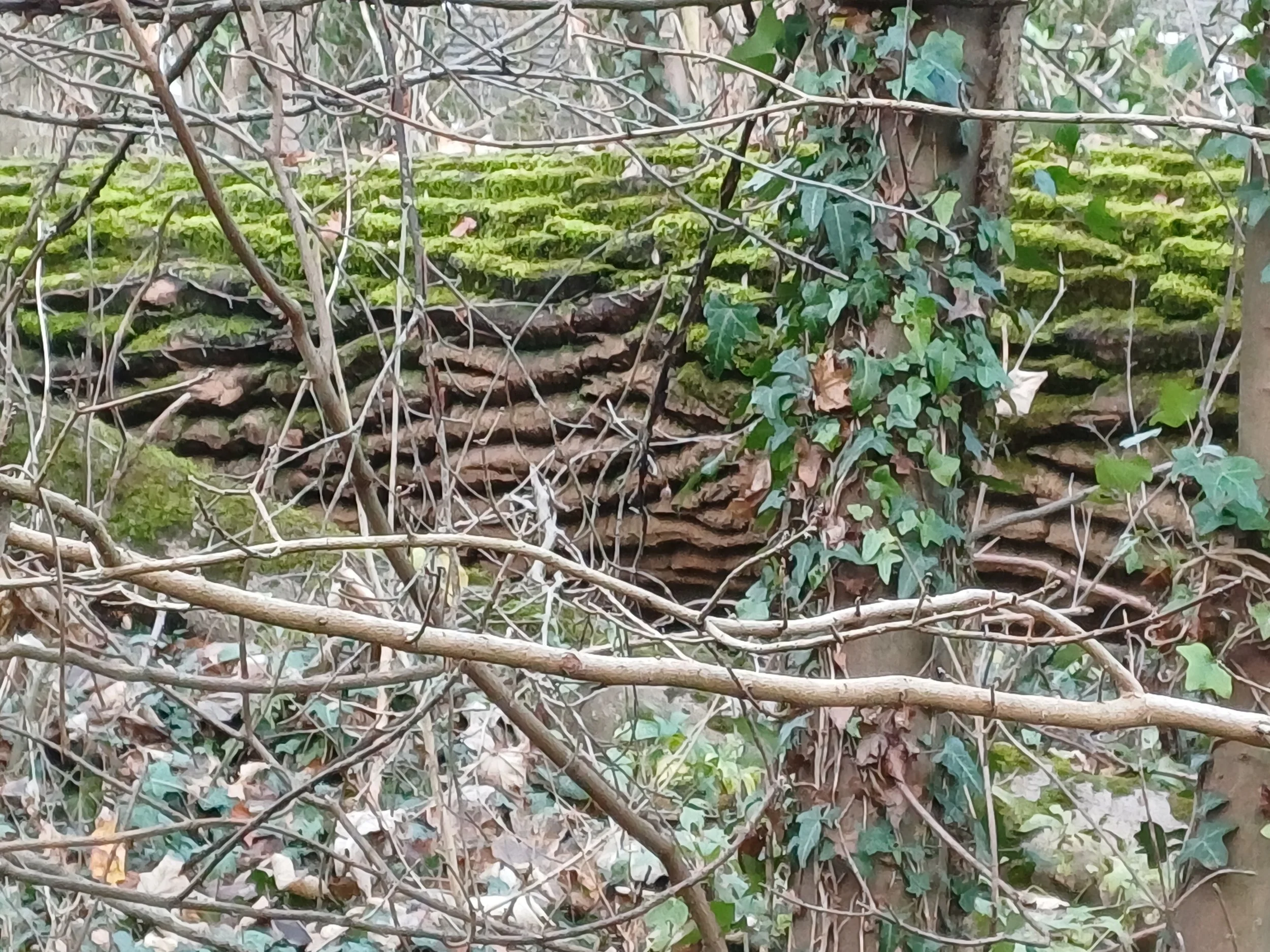Velvety green moss on fallen log in leafy woodland