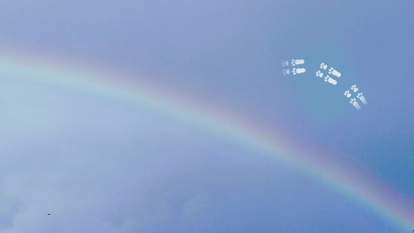 Rabbit pawprints arching over a rainbow
