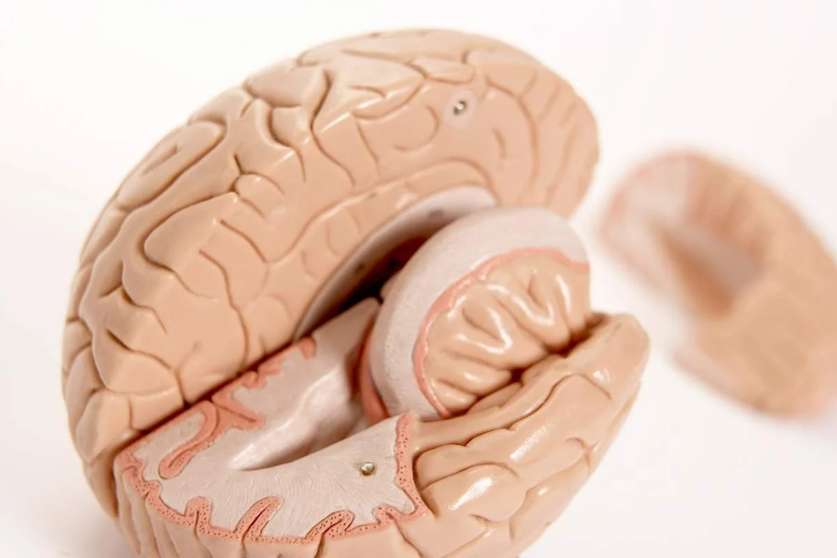 parts of the brain