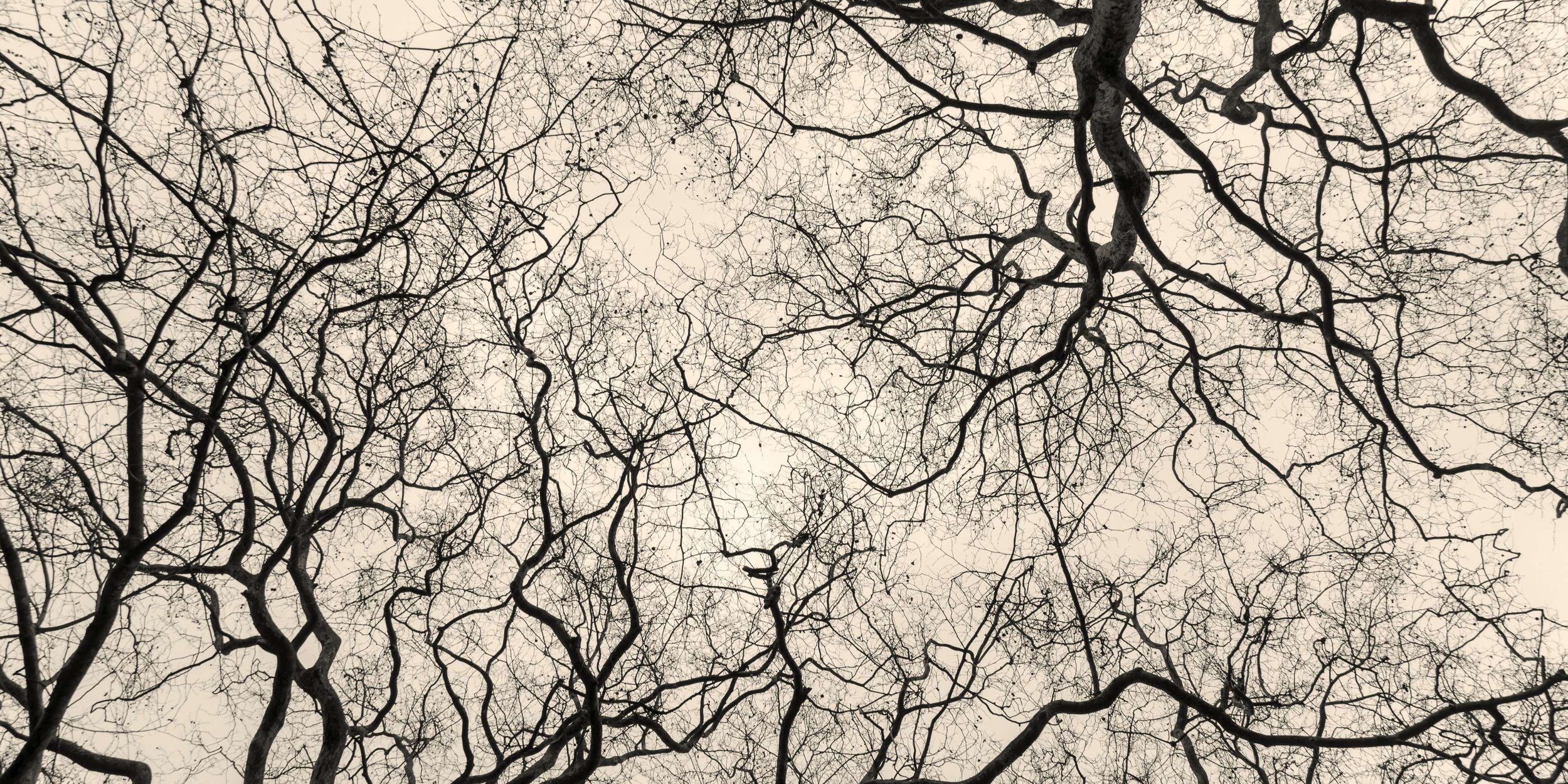 A group of neurons interconnected and covering a cream background.