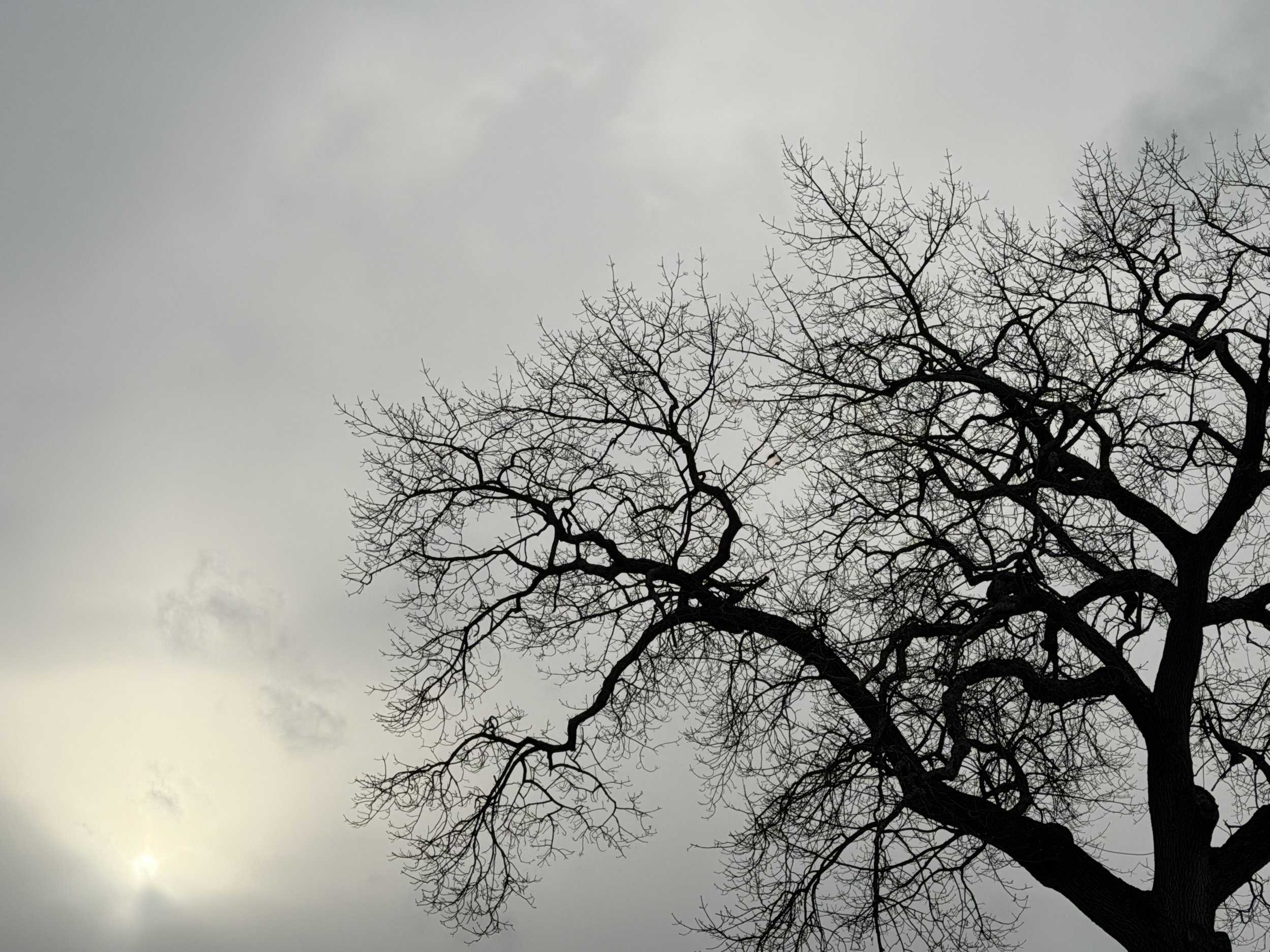 reaching for the sun