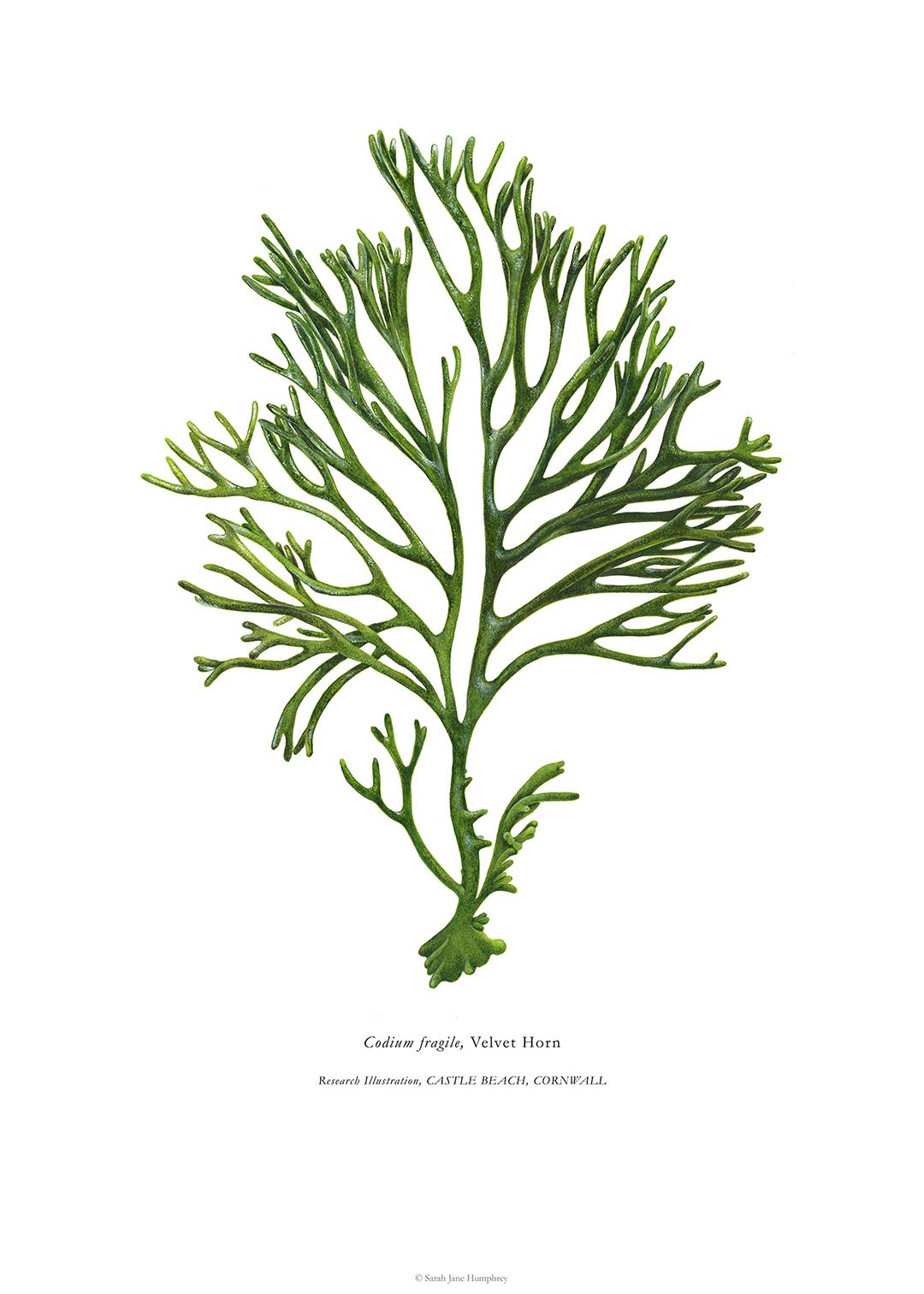 sarah-jane-humphrey-british-seaweed-prints-coastal-collection-15b.jpg