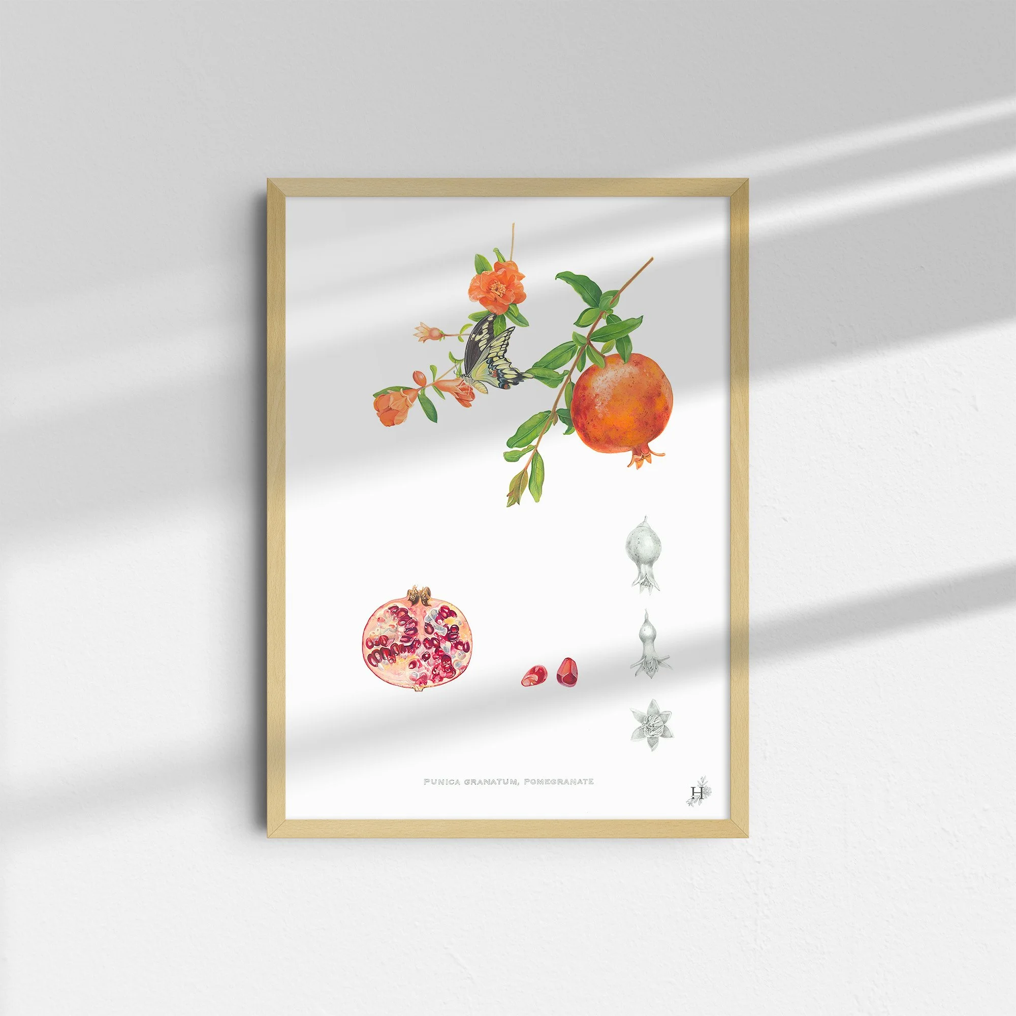 sarah-jane-humphrey-british-seaweed-prints-coastal-collection-8.jpg