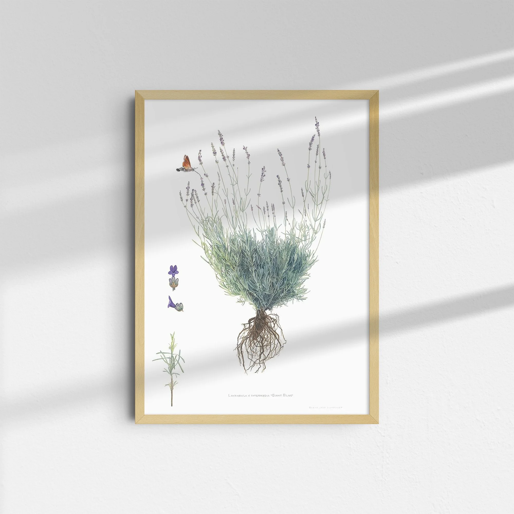 'Lavender / L. x Intermedia Giant Blue' — Garden Collection