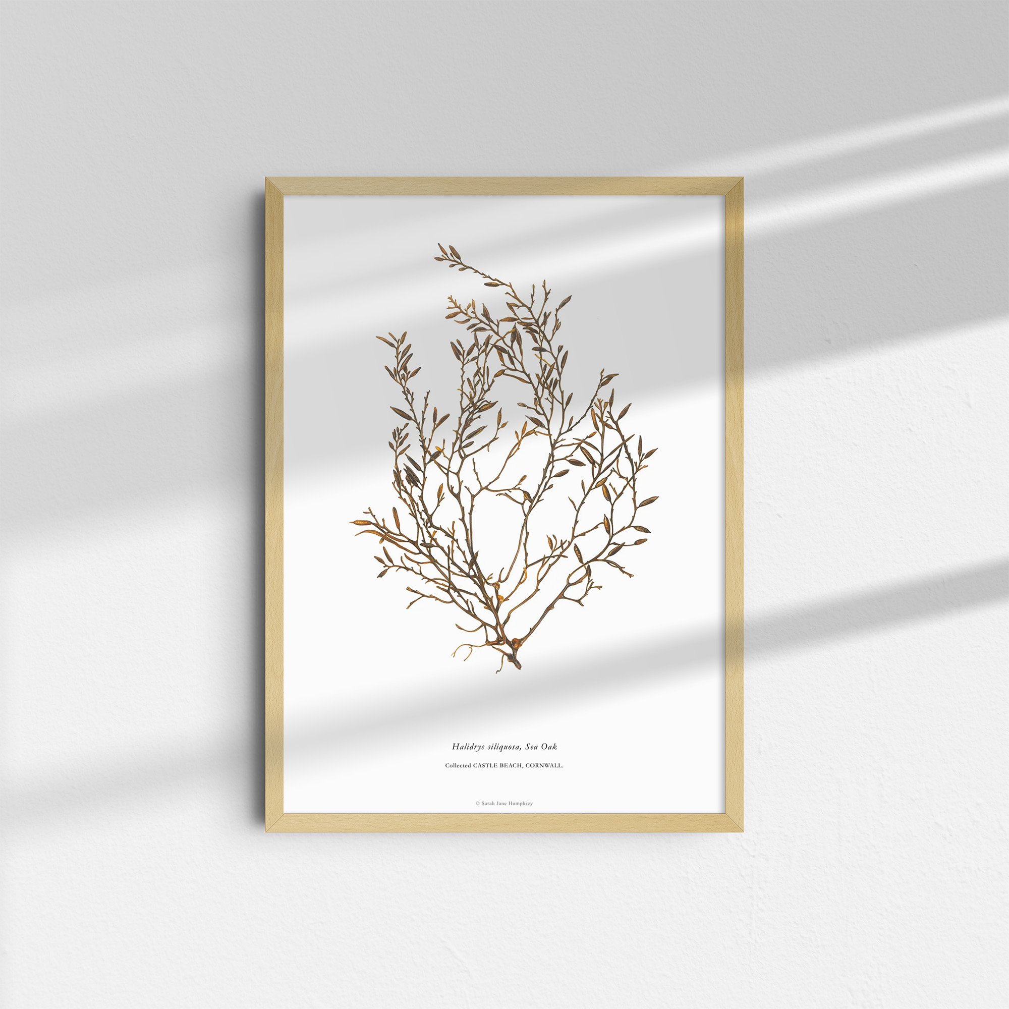 sarah-jane-humphrey-british-seaweed-prints-coastal-collection-4.jpg