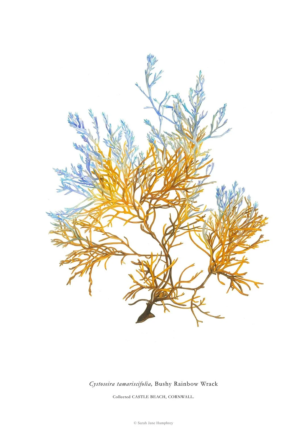 sarah-jane-humphrey-british-seaweed-prints-coastal-collection-1b.jpg