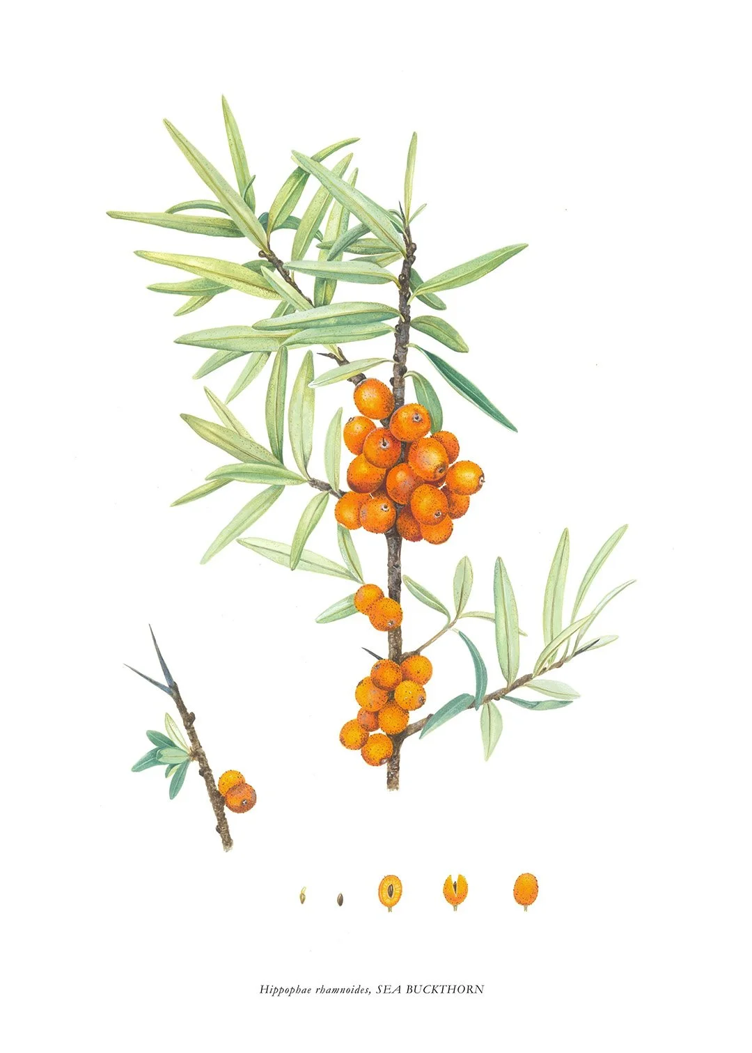 sarah-jane-humphrey-botanical-prints-coastal-collection-1b.jpg