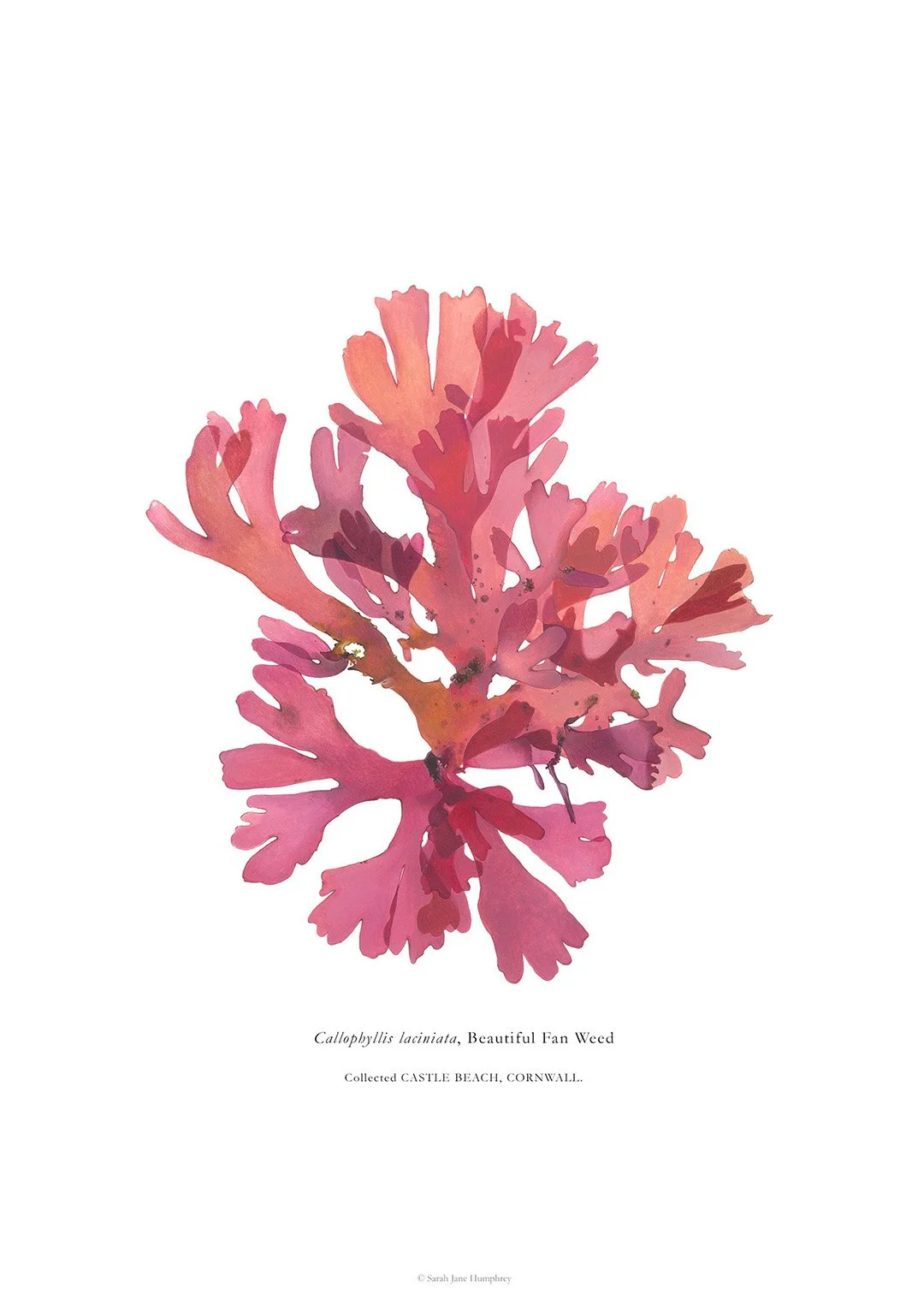 sarah-jane-humphrey-british-seaweed-prints-coastal-collection-7b.jpg
