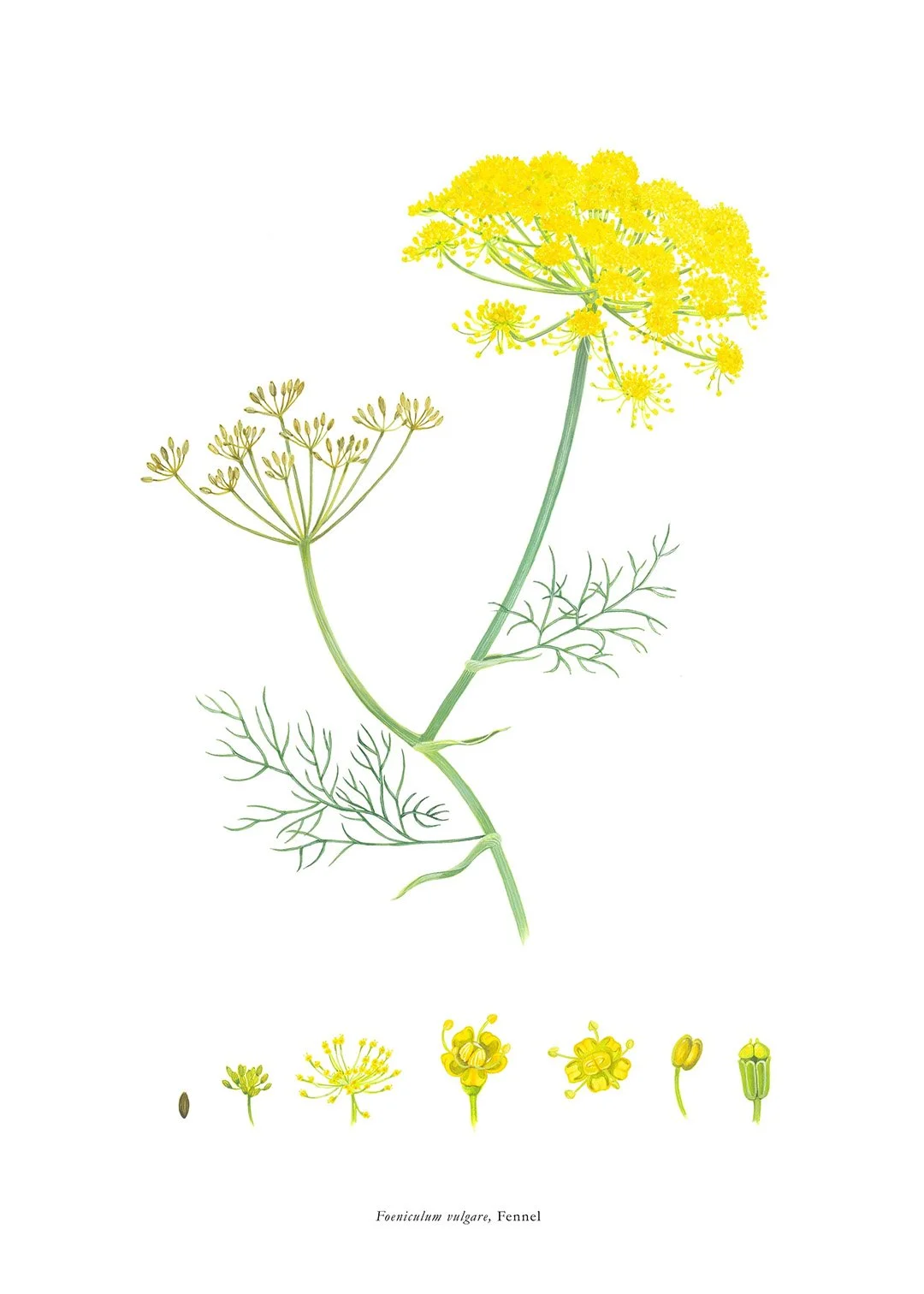 sarah-jane-humphrey-botanical-prints-coastal-collection-2b.jpg