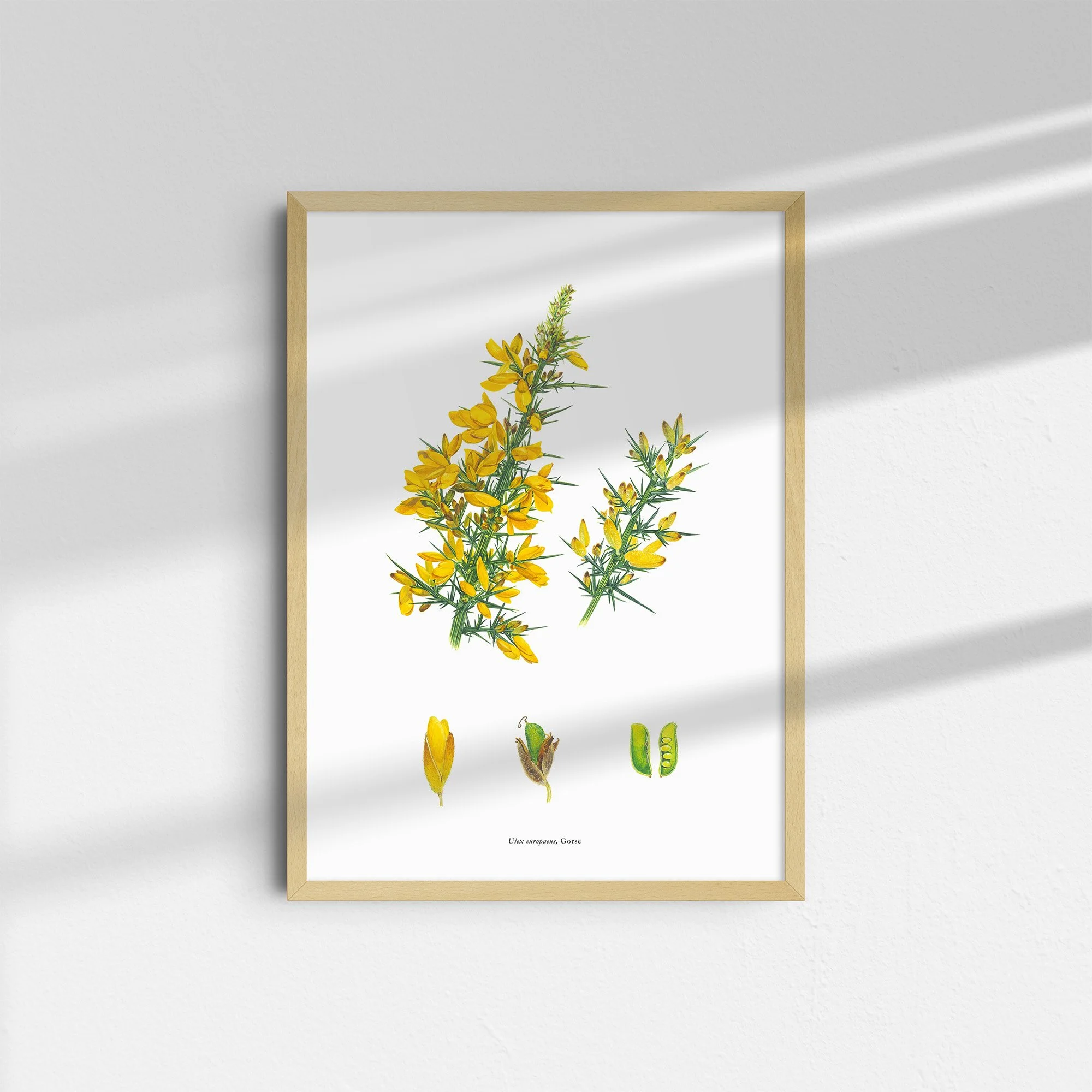 sarah-jane-humphrey-botanical-prints-coastal-collection-3.jpg