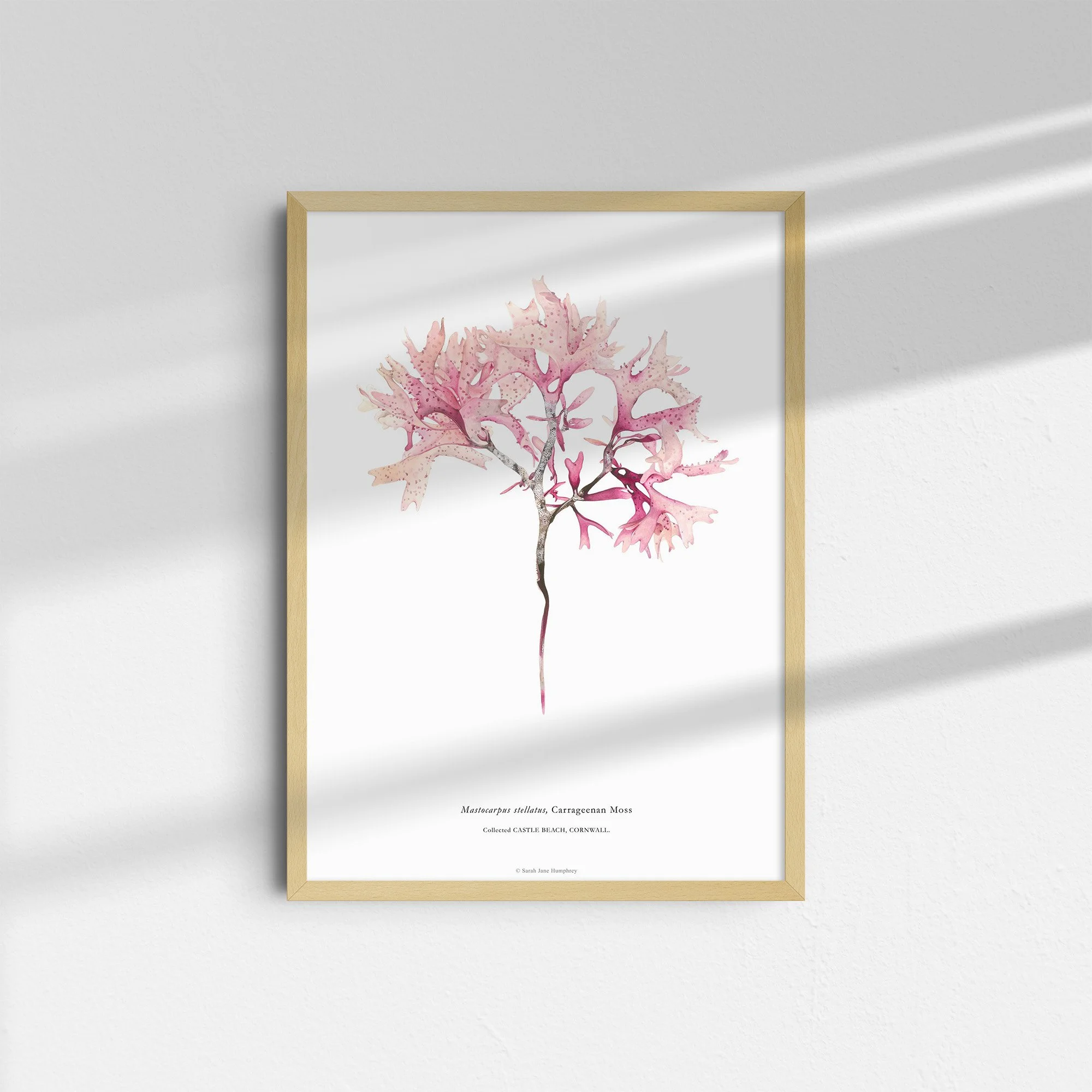 sarah-jane-humphrey-british-seaweed-prints-coastal-collection-2.jpg