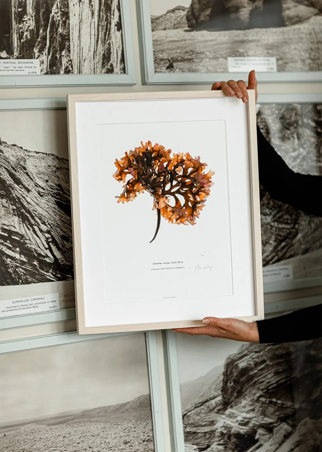 sarah-jane-humphrey-british-seaweed-prints-coastal-collection-6c.jpg