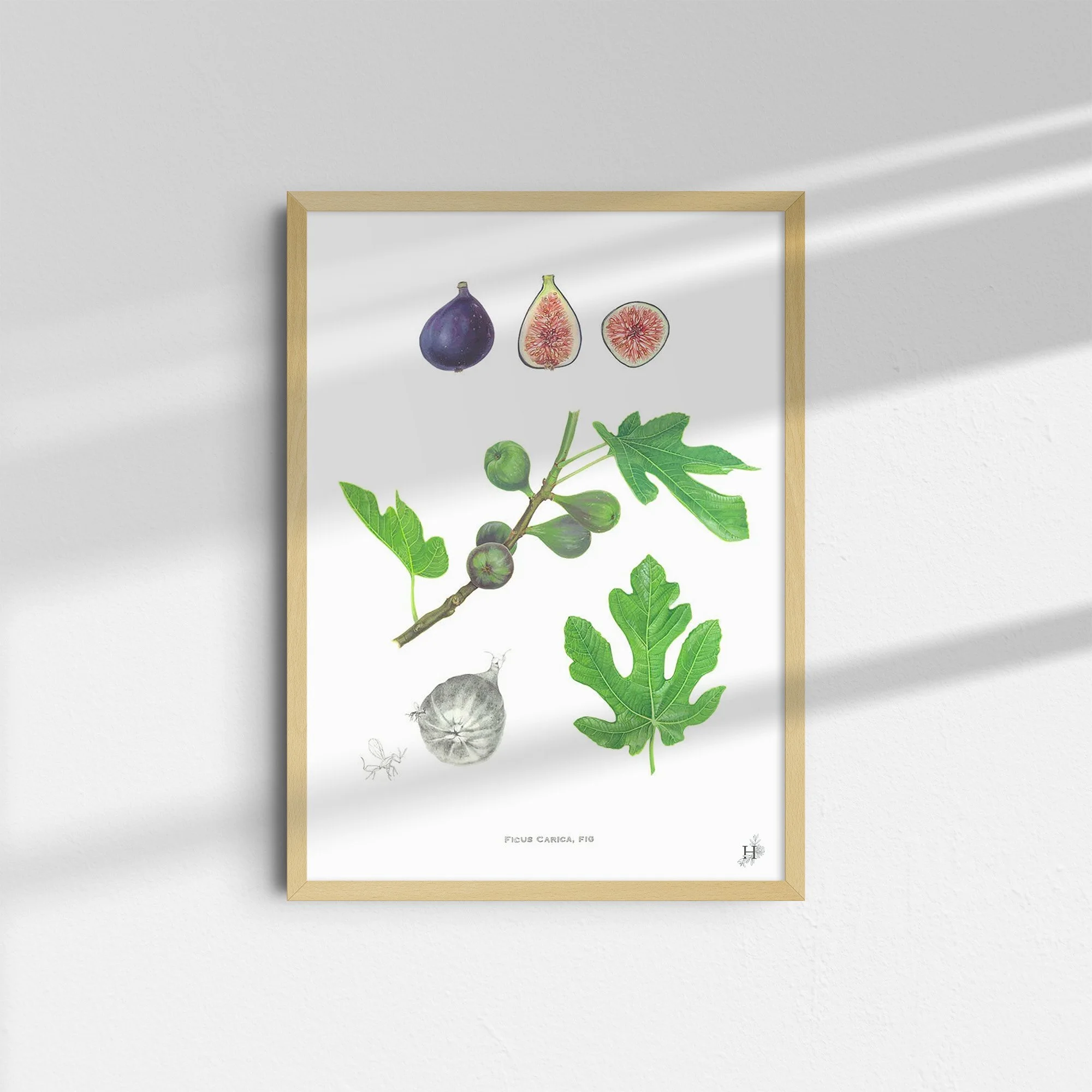 sarah-jane-humphrey-british-seaweed-prints-coastal-collection-10.jpg