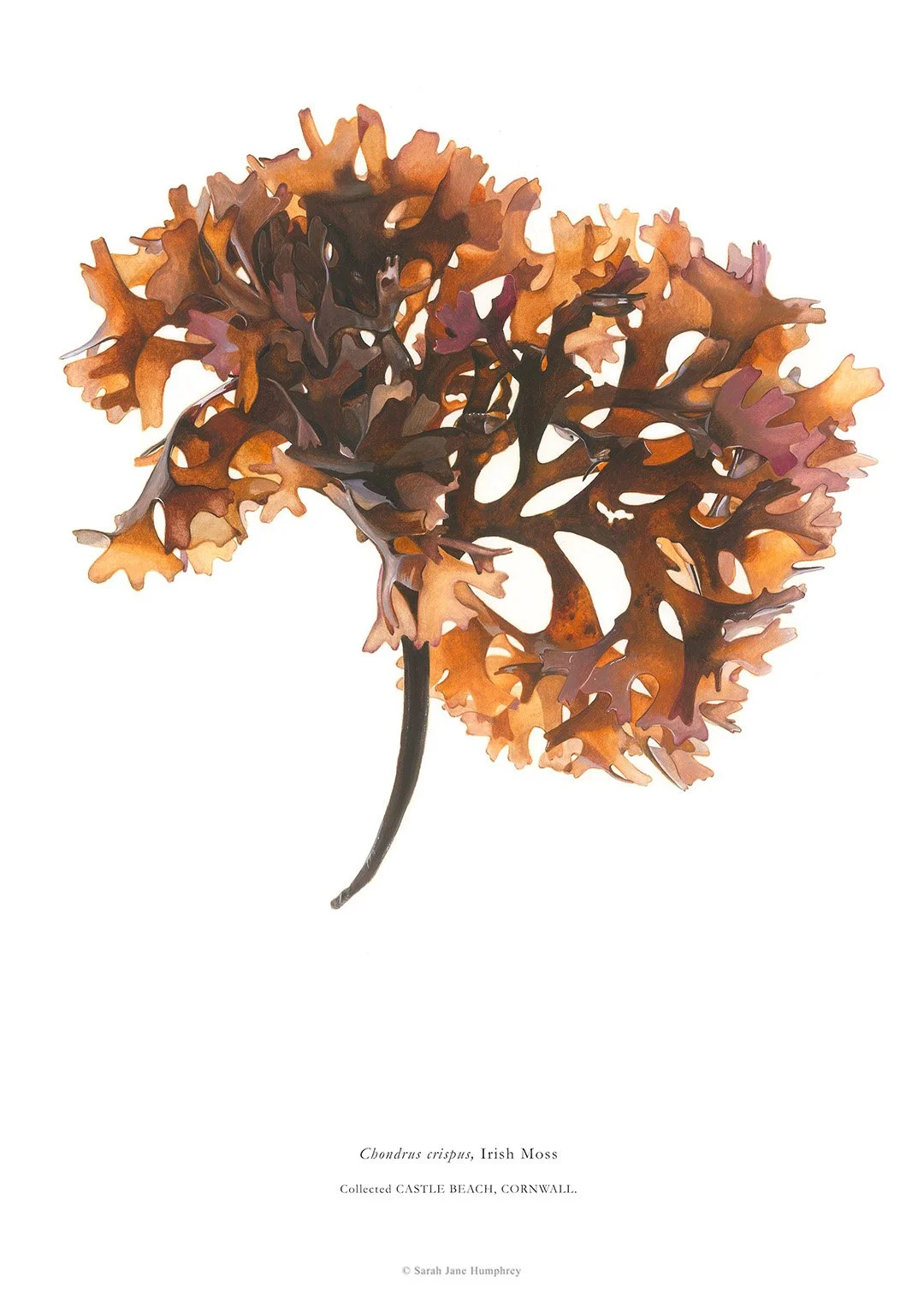 sarah-jane-humphrey-british-seaweed-prints-coastal-collection-6b.jpg