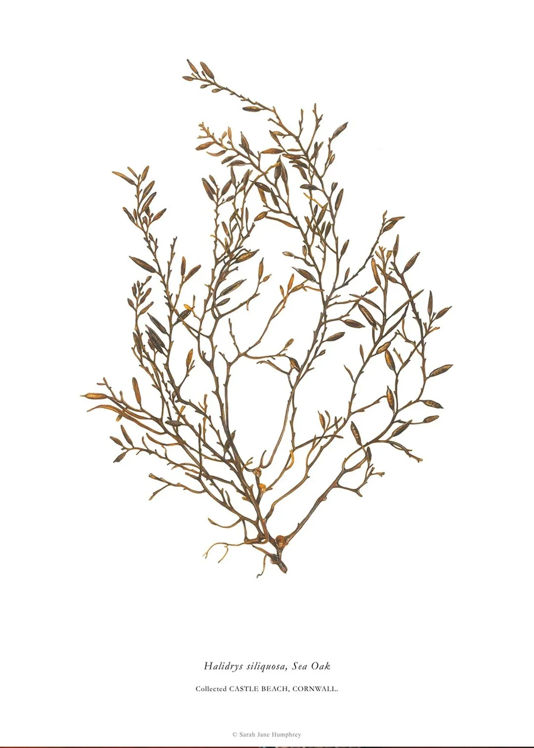sarah-jane-humphrey-british-seaweed-prints-coastal-collection-4b.jpg