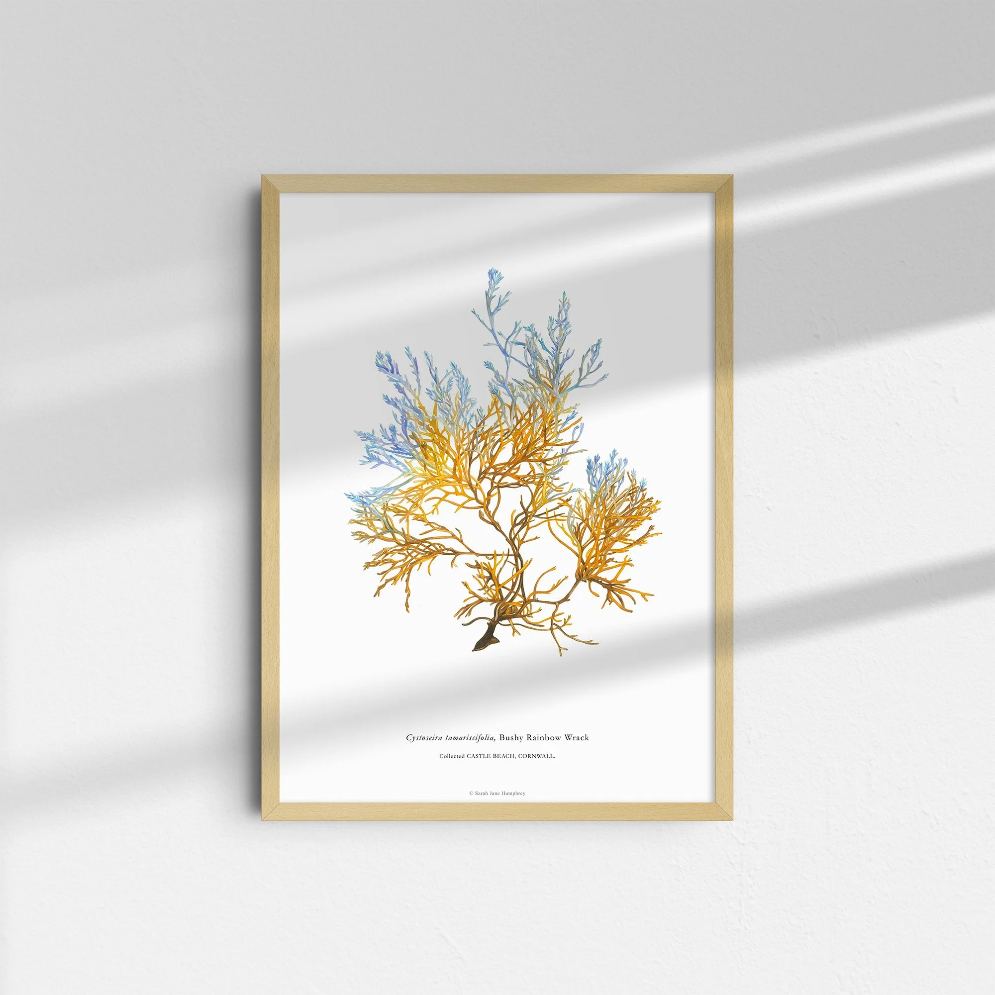 sarah-jane-humphrey-british-seaweed-prints-coastal-collection.jpg