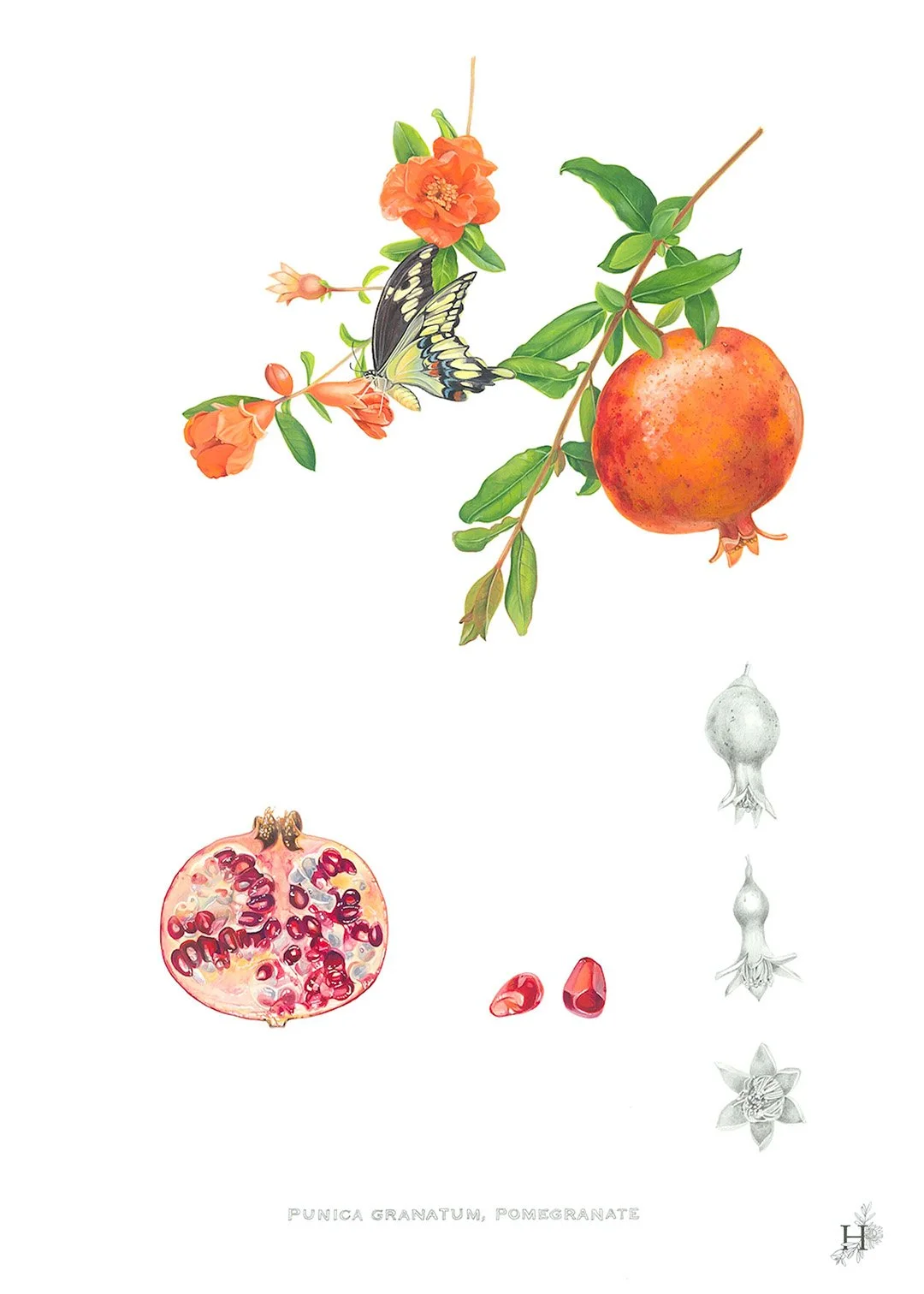 sarah-jane-humphrey-british-seaweed-prints-coastal-collection-8b.jpg