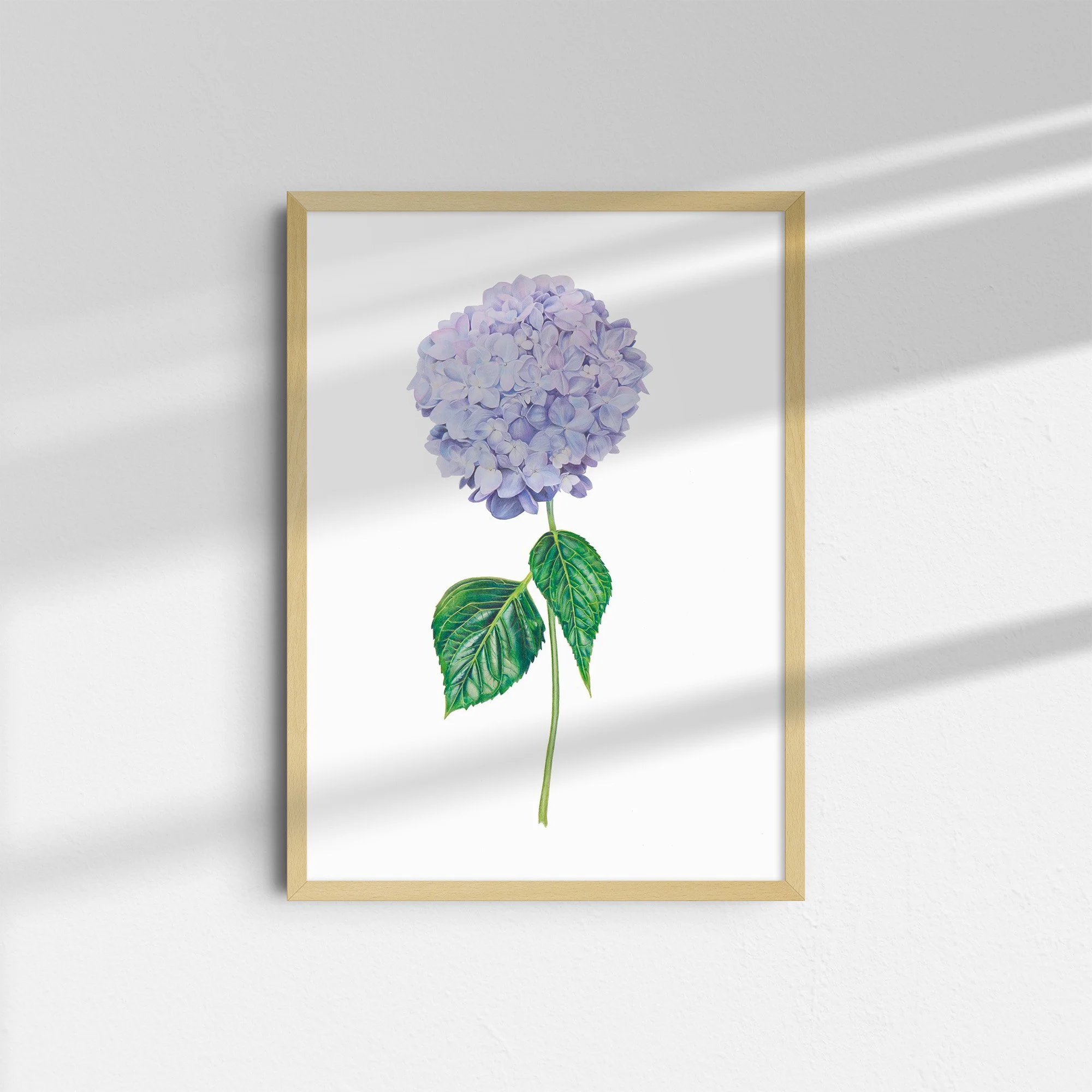 'Hydrangea' — Garden Collection