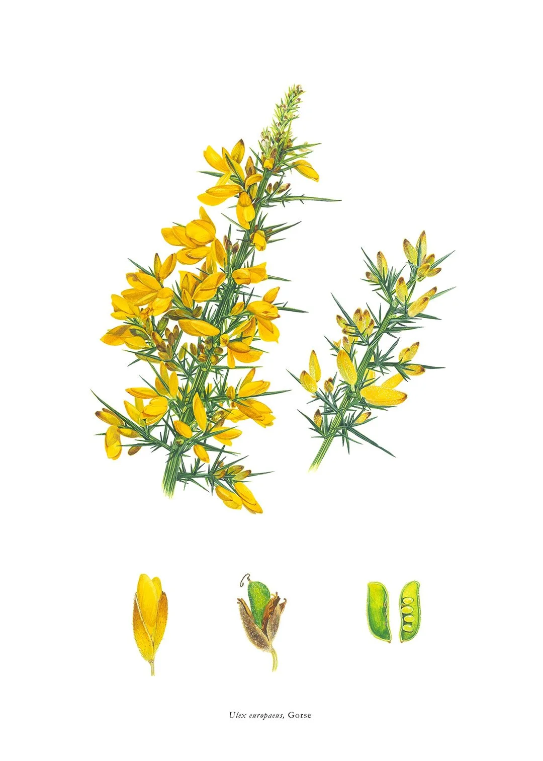 sarah-jane-humphrey-botanical-prints-coastal-collection-3B.jpg