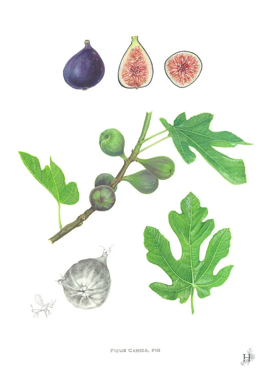 sarah-jane-humphrey-british-seaweed-prints-coastal-collection-10b.jpg