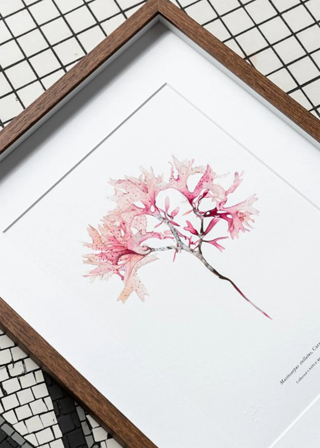sarah-jane-humphrey-british-seaweed-prints-coastal-collection-2d.jpg