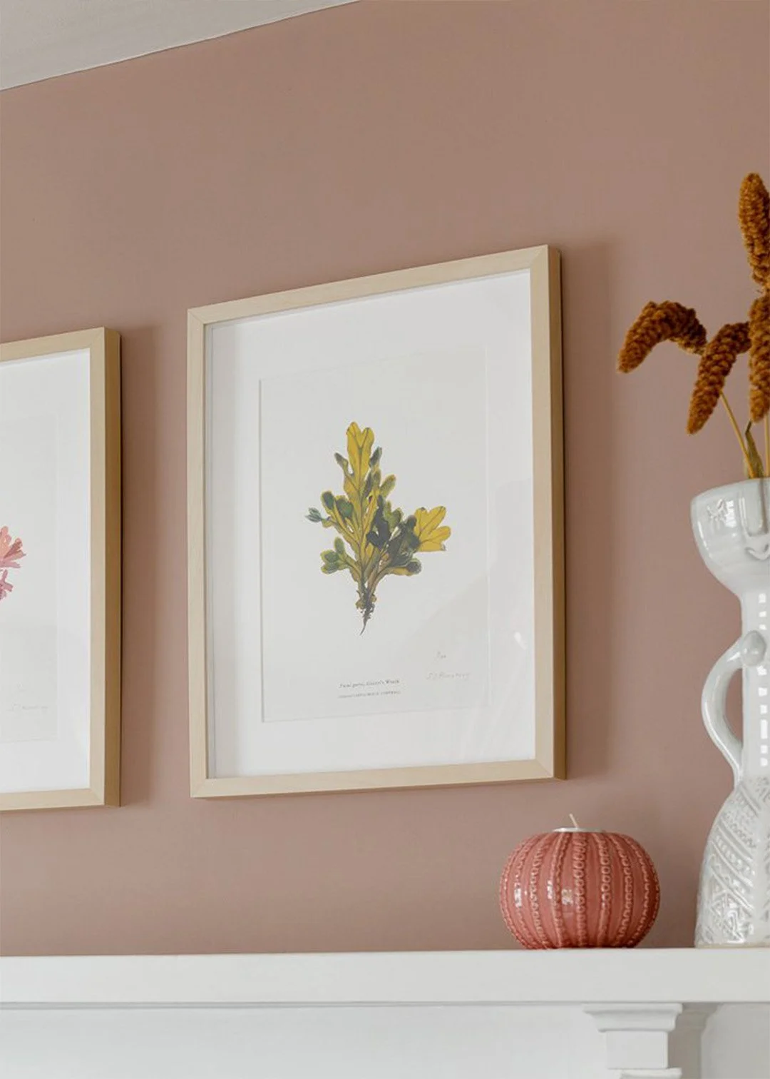 sarah-jane-humphrey-british-seaweed-prints-coastal-collection-5c.jpg