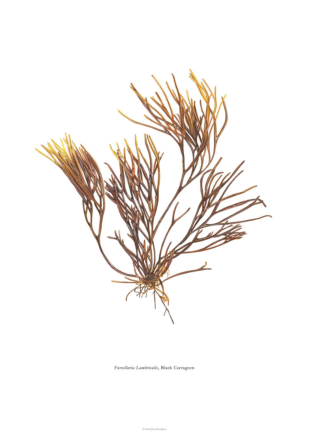 sarah-jane-humphrey-british-seaweed-prints-coastal-collection-16b.jpg