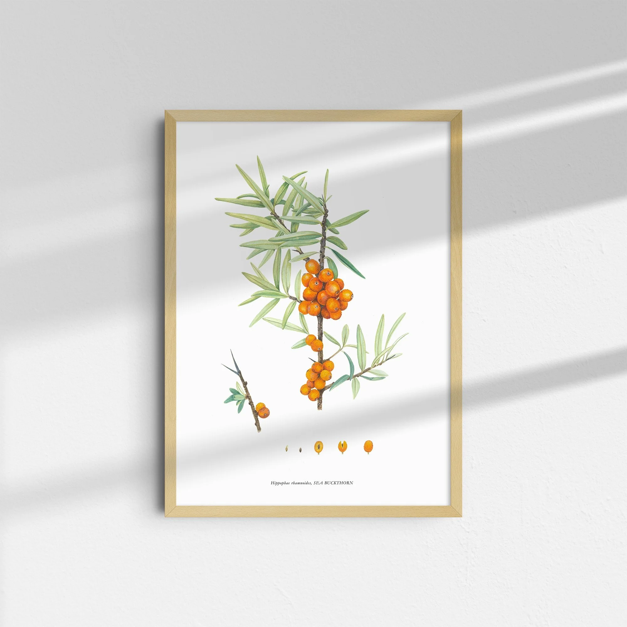sarah-jane-humphrey-botanical-prints-coastal-collection.jpg
