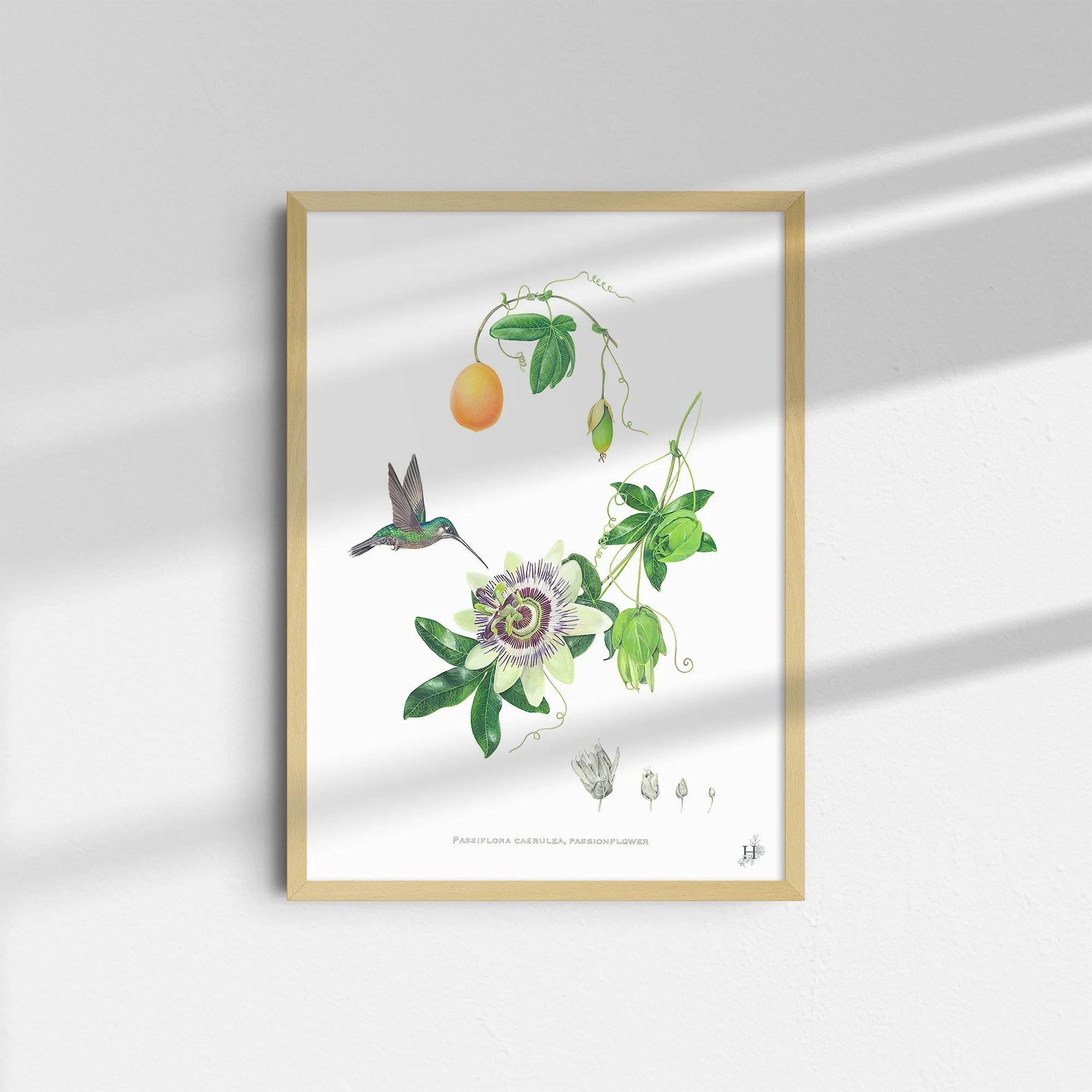 sarah-jane-humphrey-british-seaweed-prints-coastal-collection-9.jpg
