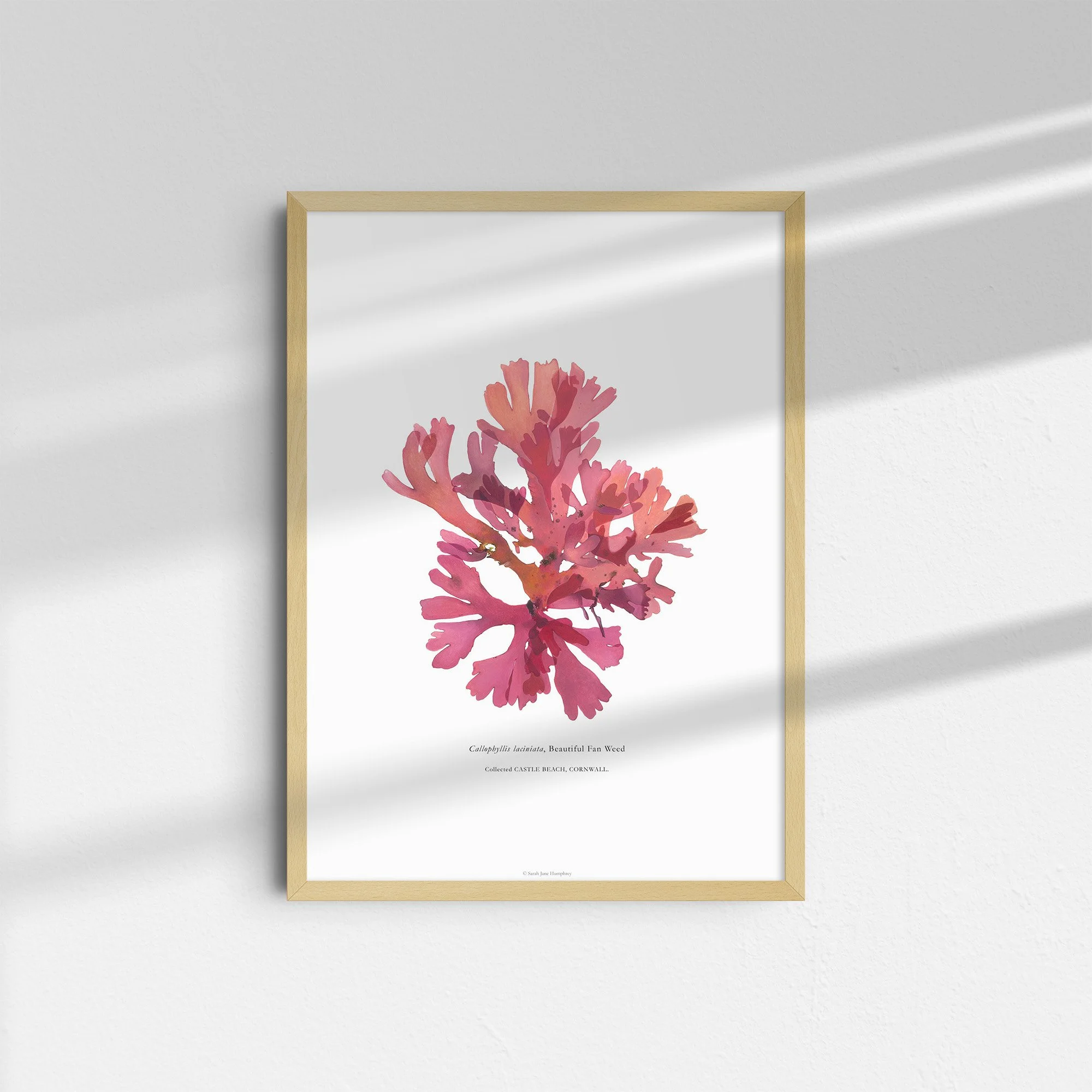 sarah-jane-humphrey-british-seaweed-prints-coastal-collection-7.jpg