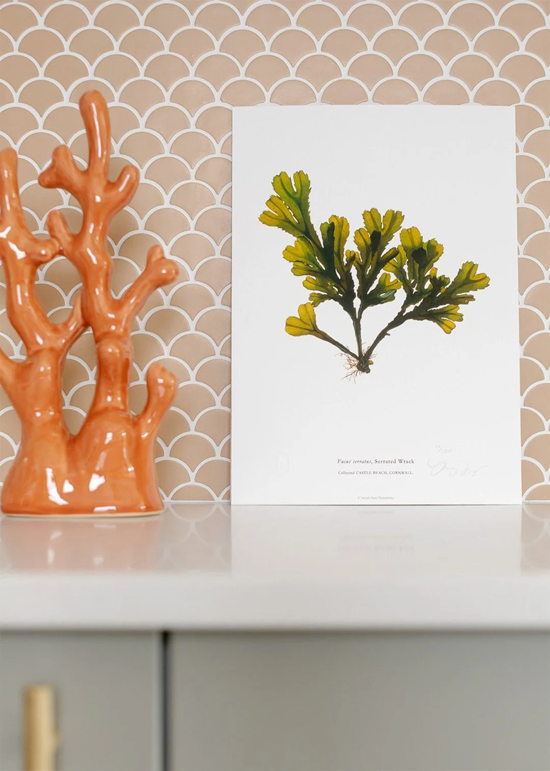 sarah-jane-humphrey-british-seaweed-prints-coastal-collection-3c.jpg