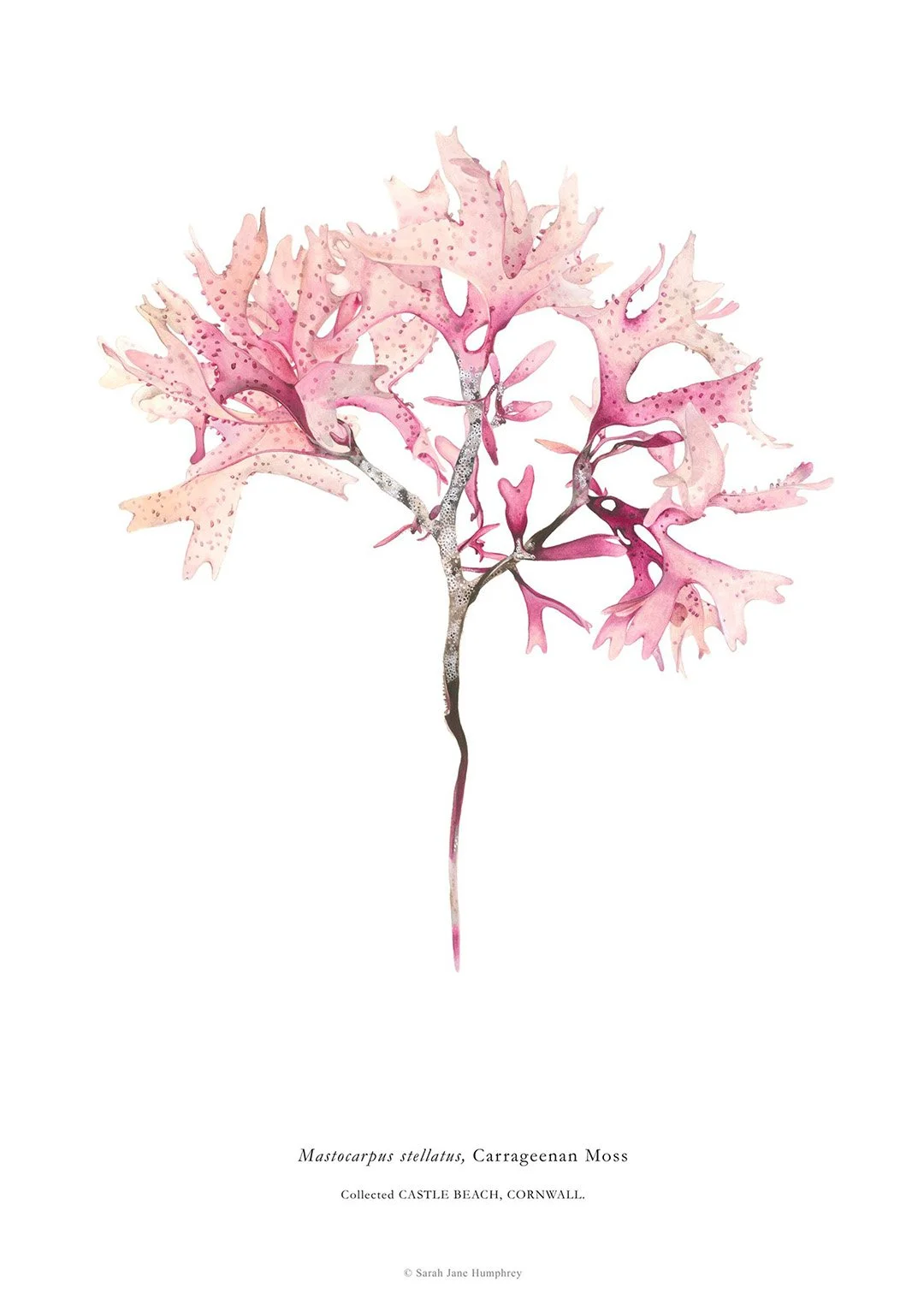 sarah-jane-humphrey-british-seaweed-prints-coastal-collection-2b.jpg