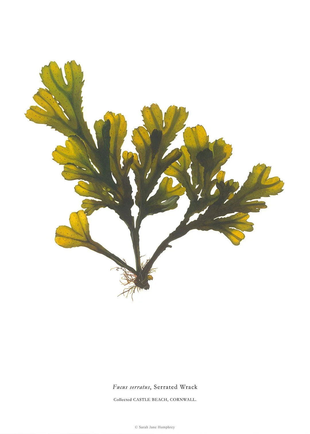 sarah-jane-humphrey-british-seaweed-prints-coastal-collection-3b.jpg