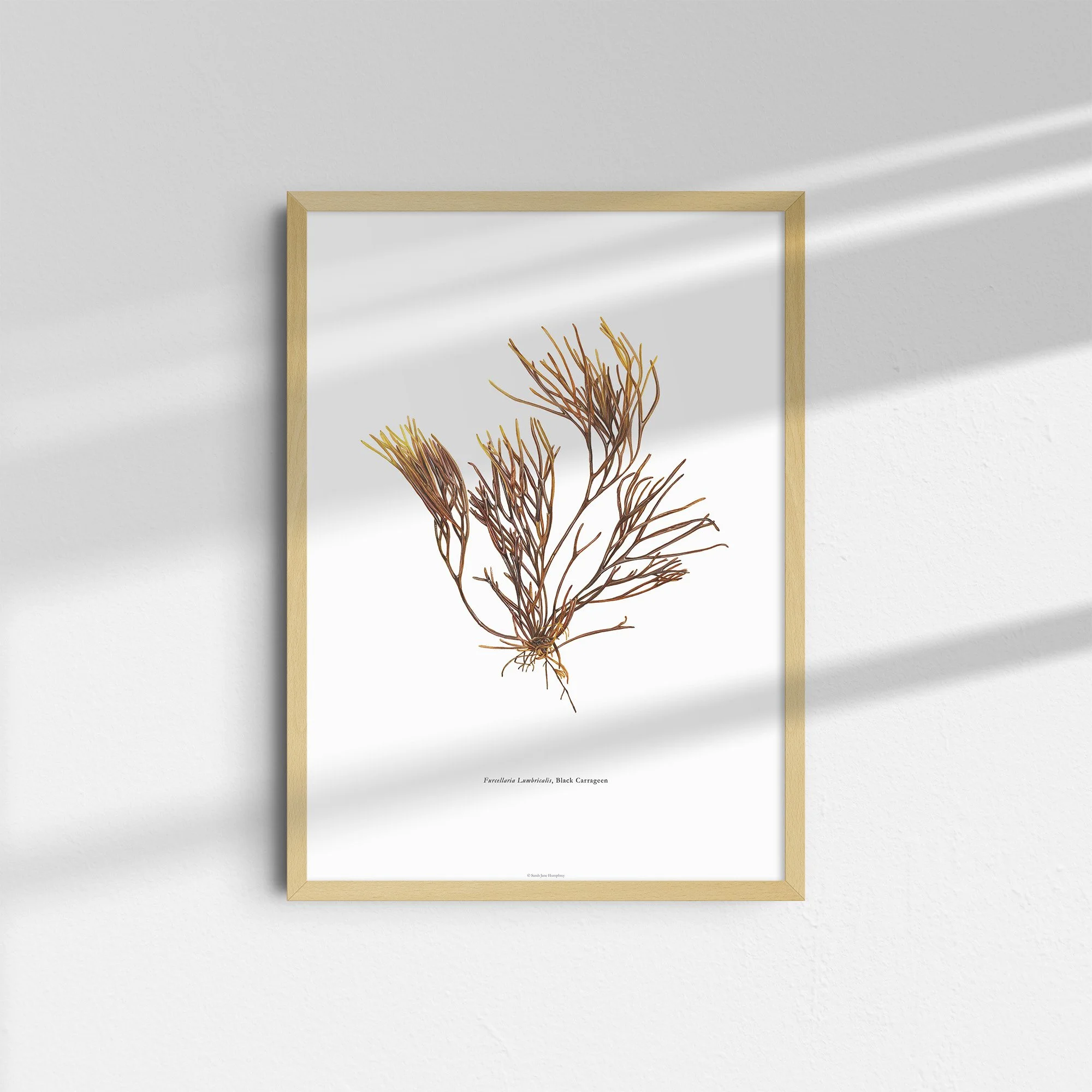 sarah-jane-humphrey-british-seaweed-prints-coastal-collection-16.jpg