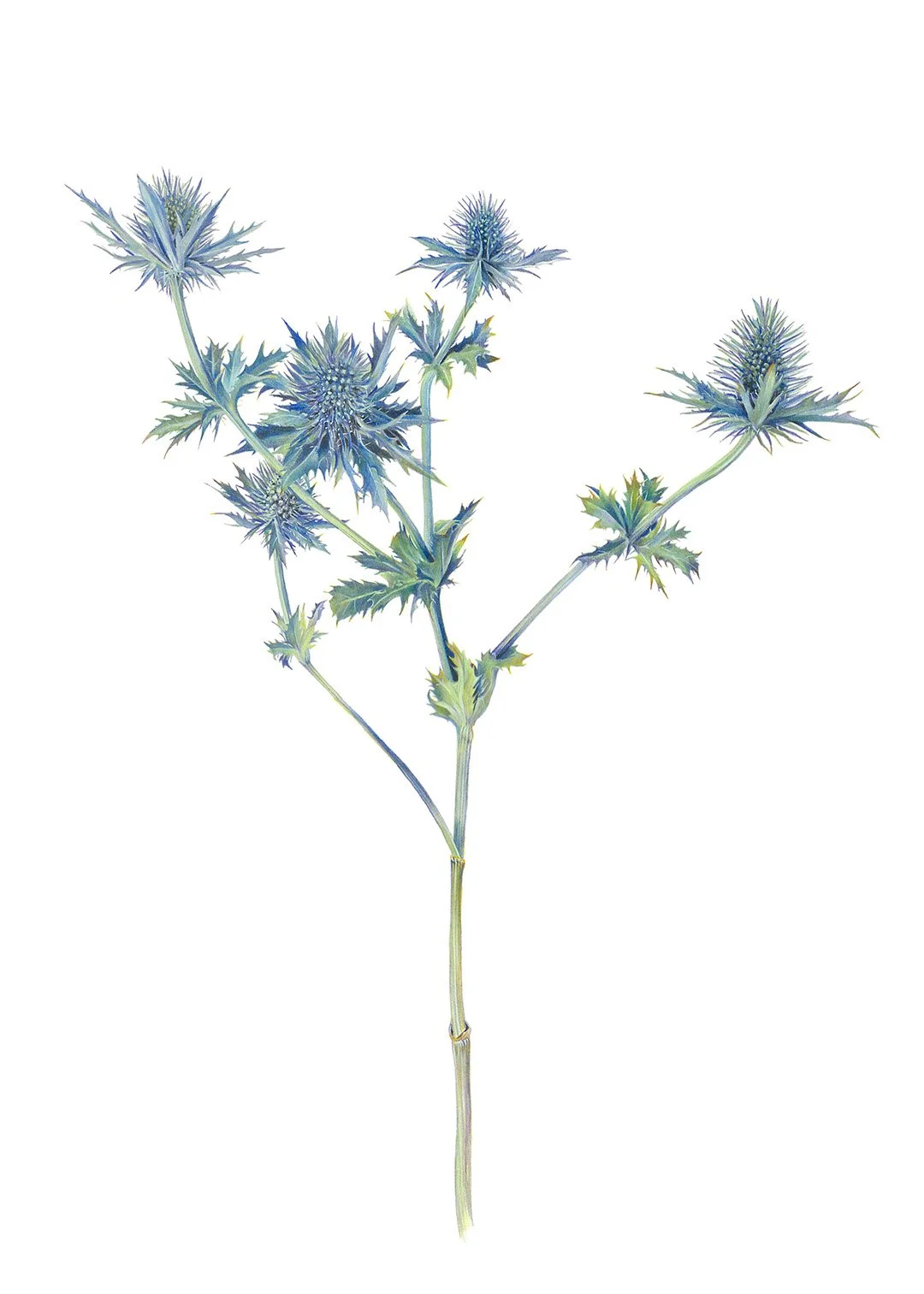 sarah-jane-humphrey-garden-collection-13c.jpg