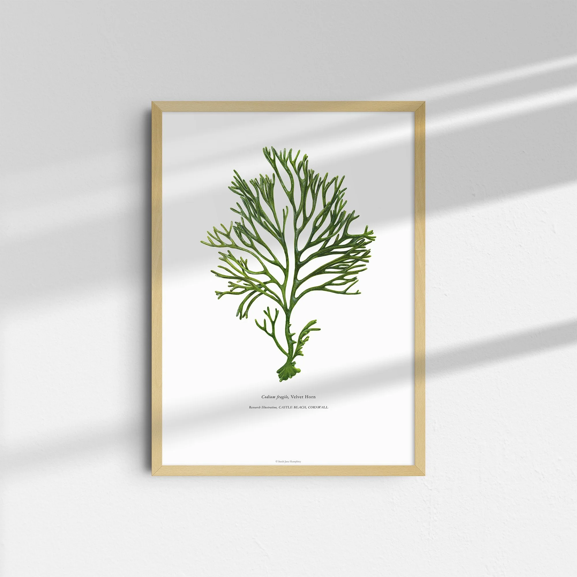 sarah-jane-humphrey-british-seaweed-prints-coastal-collection-15.jpg
