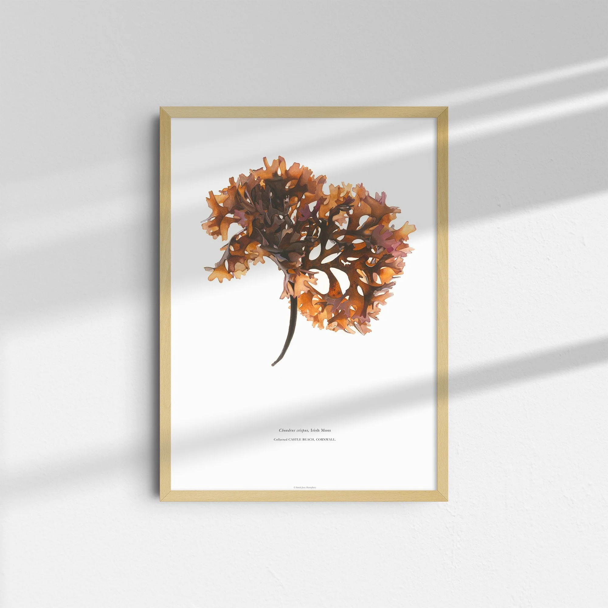 sarah-jane-humphrey-british-seaweed-prints-coastal-collection-6d.jpg