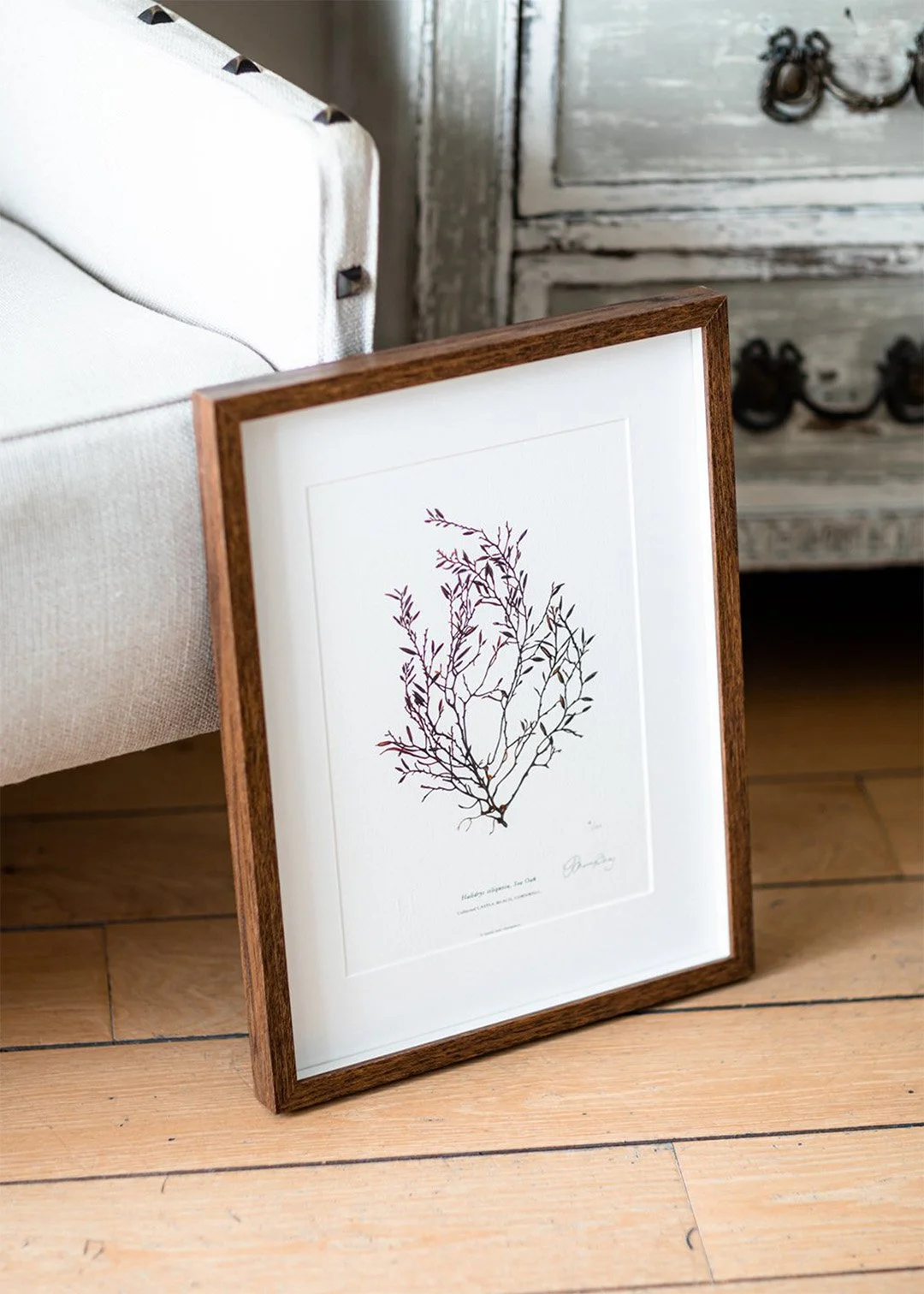 sarah-jane-humphrey-british-seaweed-prints-coastal-collection-4c.jpg