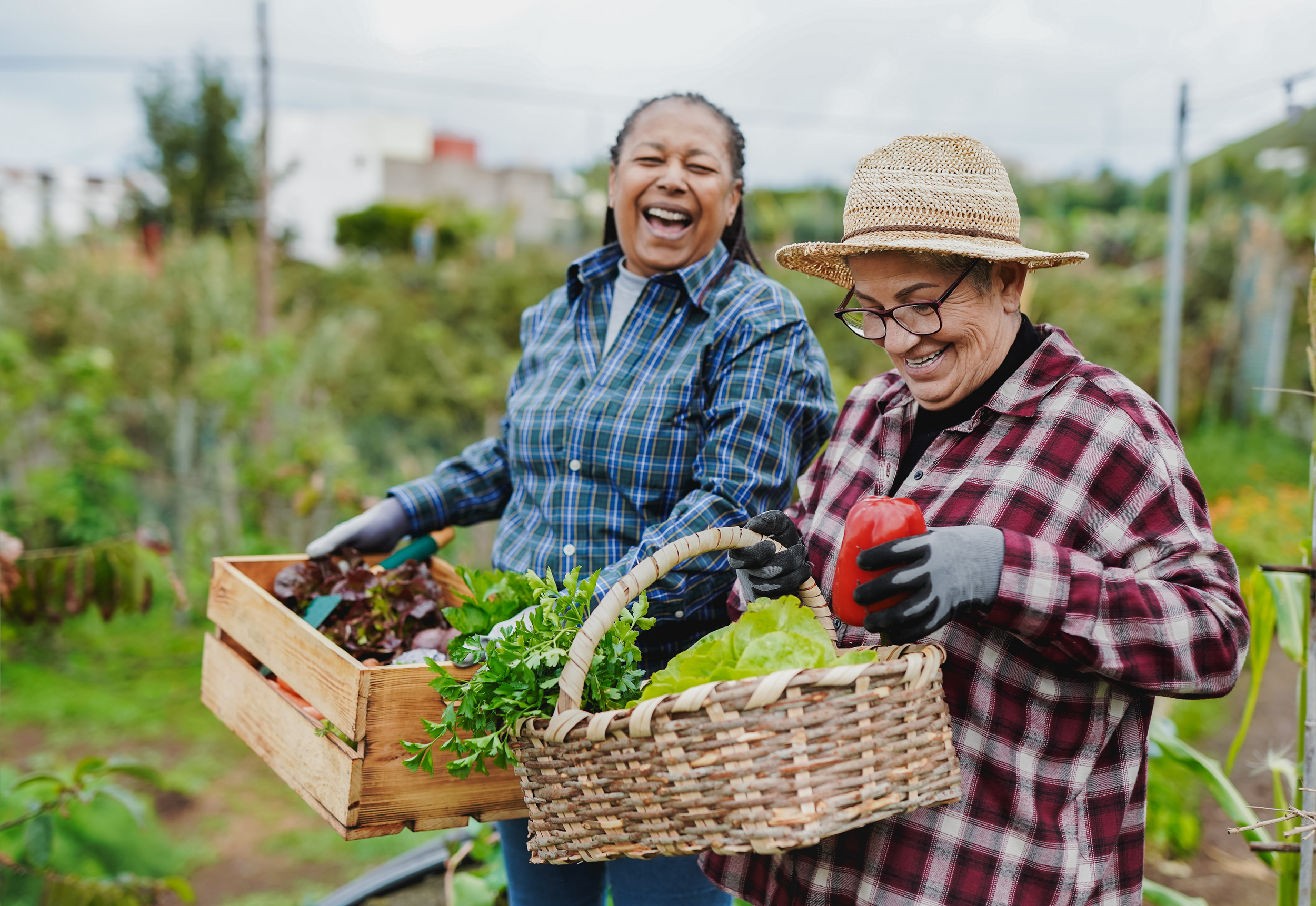 Happy multiracial senior women having fun during harvest period in the garden
