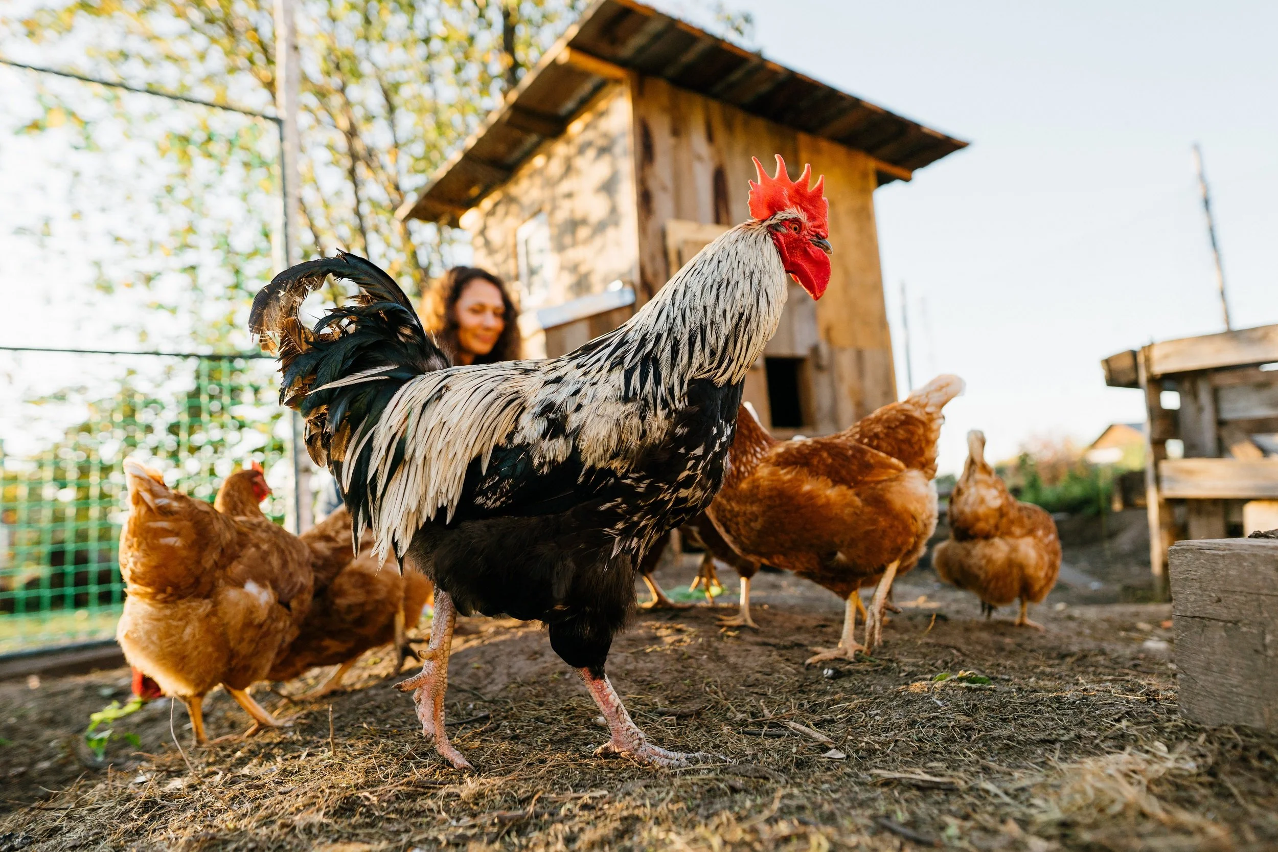 rooster in a chicken coop with chickens and a woman in the background