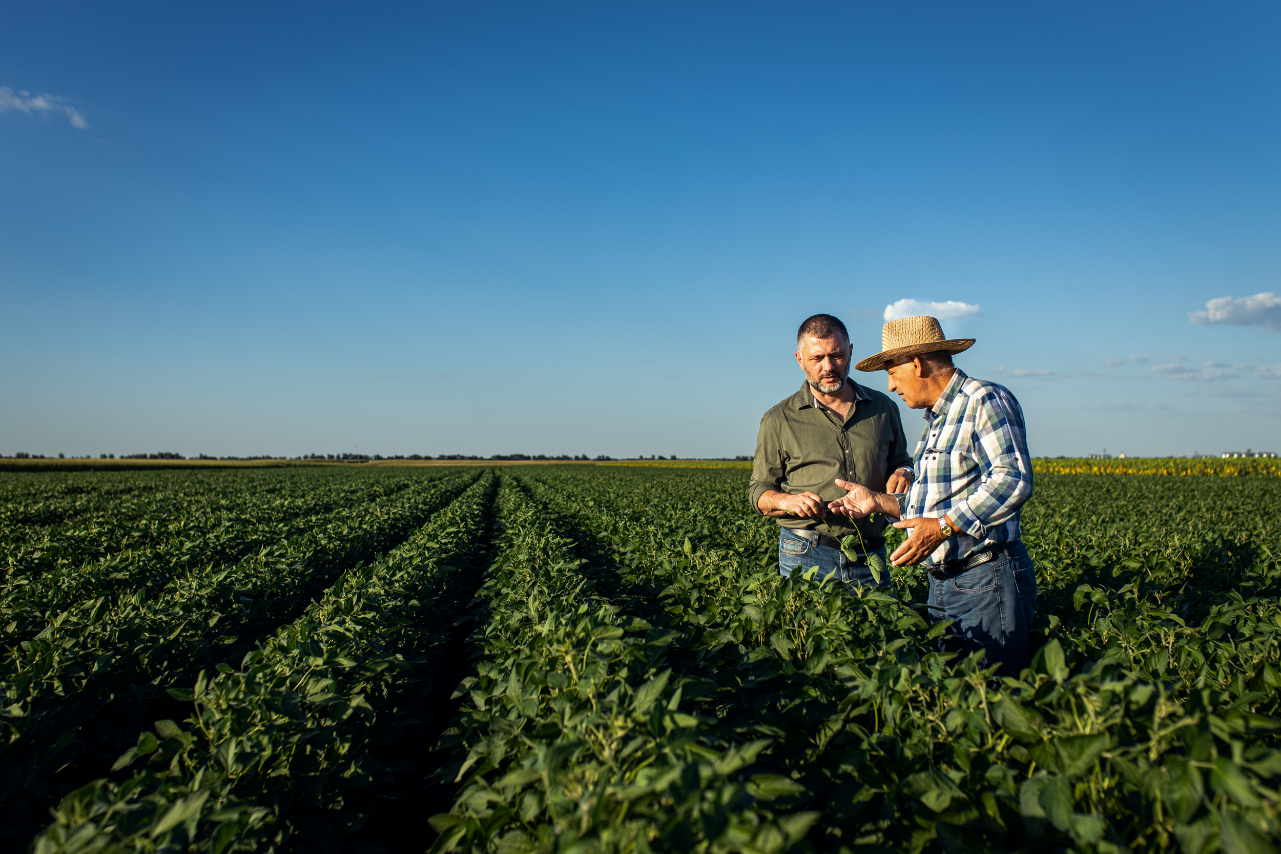 Older farmer and his son in their field on a sunny day in Ontario