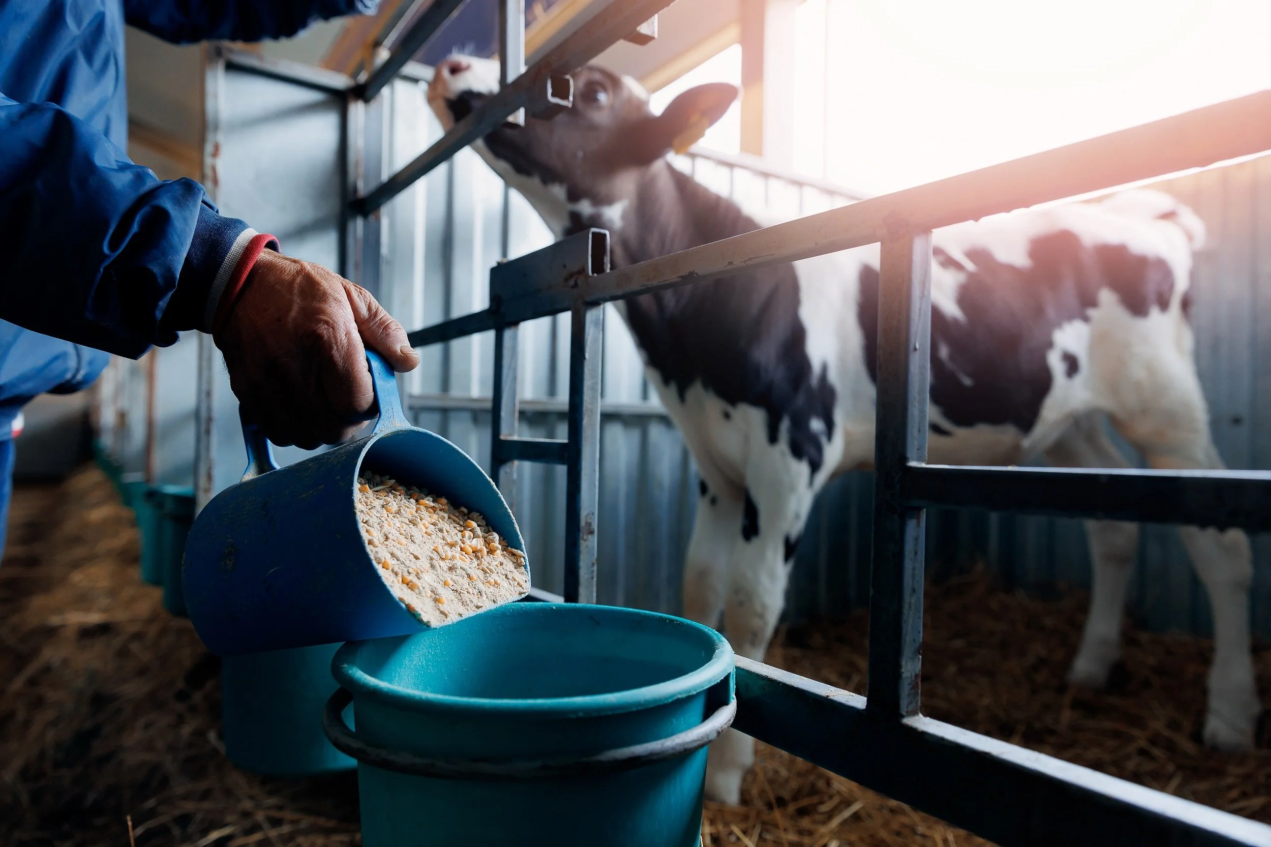 baby calf getting fed by a male farmer